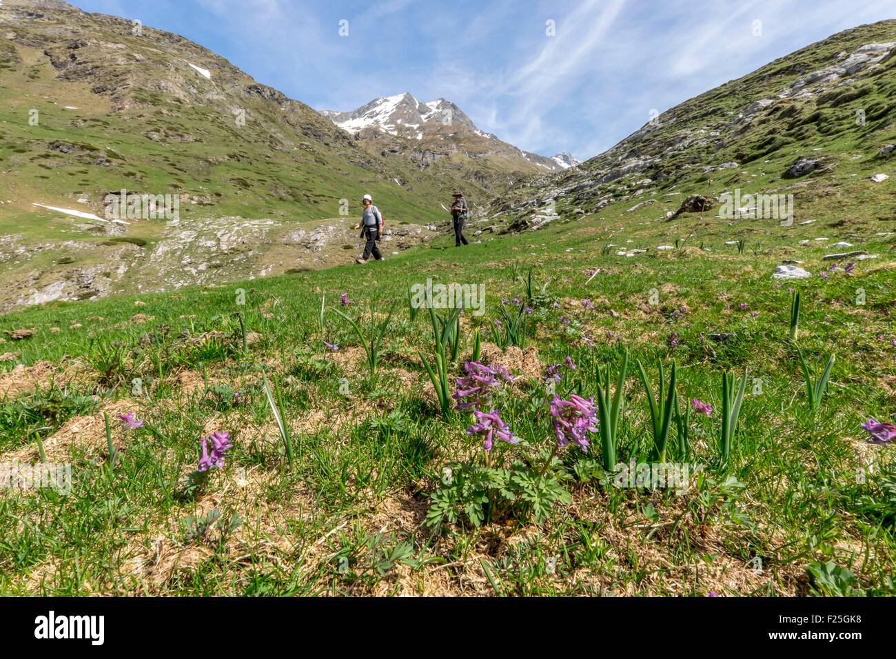 France, Hautes Pyrenees, Corydalis solida, Parc National des Pyrenees (Pyrenees National Park) Stock Photo