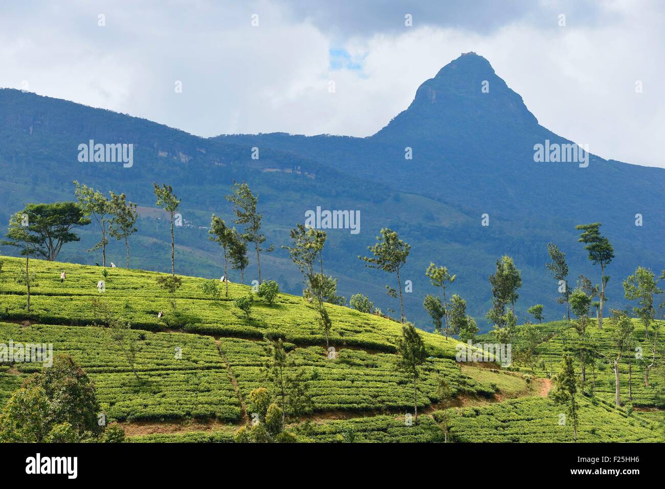 Sri Lanka, center province, Dalhousie, tea plantation at the foot of Adam's Peak Stock Photo