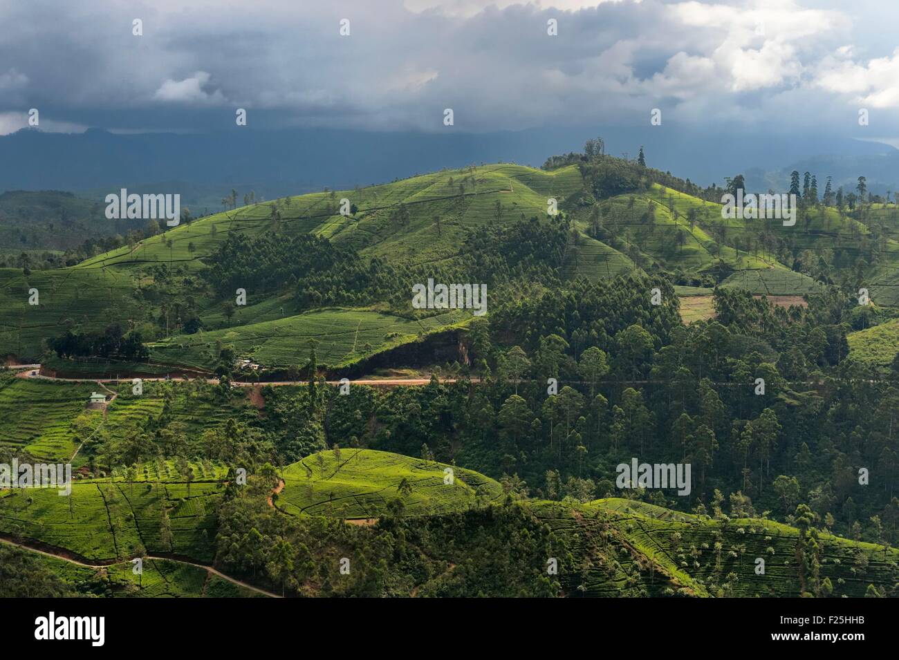 Sri Lanka, Central Province, the popular scenic train ride through the tea growing hill country between Hatton and Badulla, here between Great Western and Raddalla, tea plantation Stock Photo