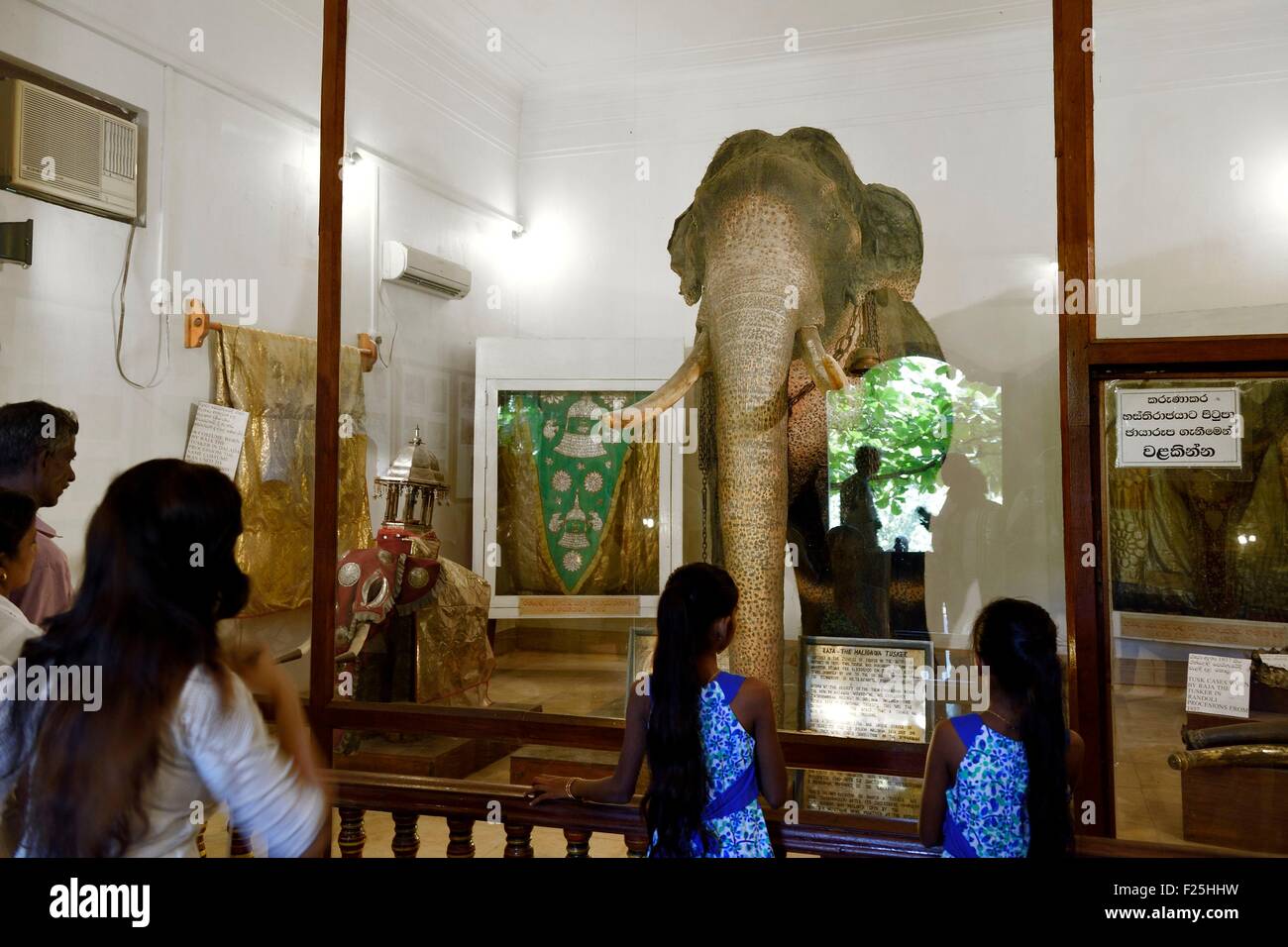 Sri Lanka, center province, Kandy, Temple of the Buddha Tooth (Sri Dalada Maligawa), room of the elephant Rajah which contains the remains of the naturalized elephant of the Tooth temple that died in 1988 after fifty years at the service of Buddhist proce Stock Photo