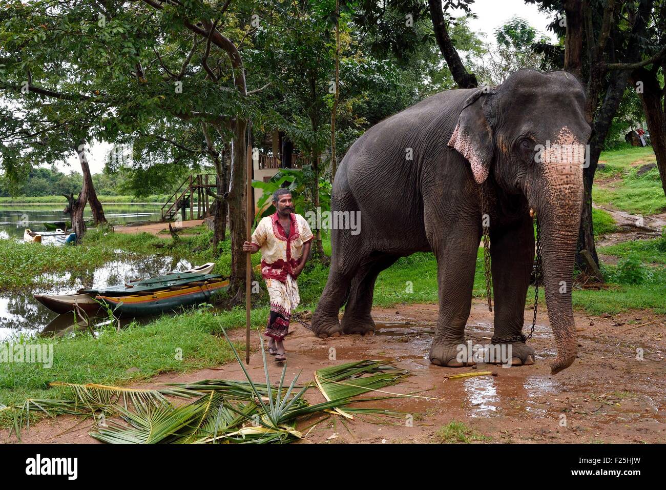 Sri Lanka, Central Province, Matale District, Sigiriya, elephant with its elephant driver Stock Photo