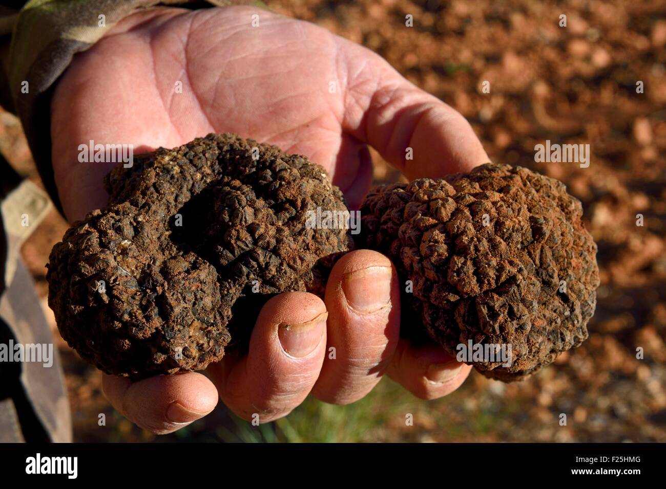 France, Var, Bauduen, Domaine du Hameau des Clos from the truffle grower Marcel Demaria, summer truffle (Tuber aestivum) Stock Photo