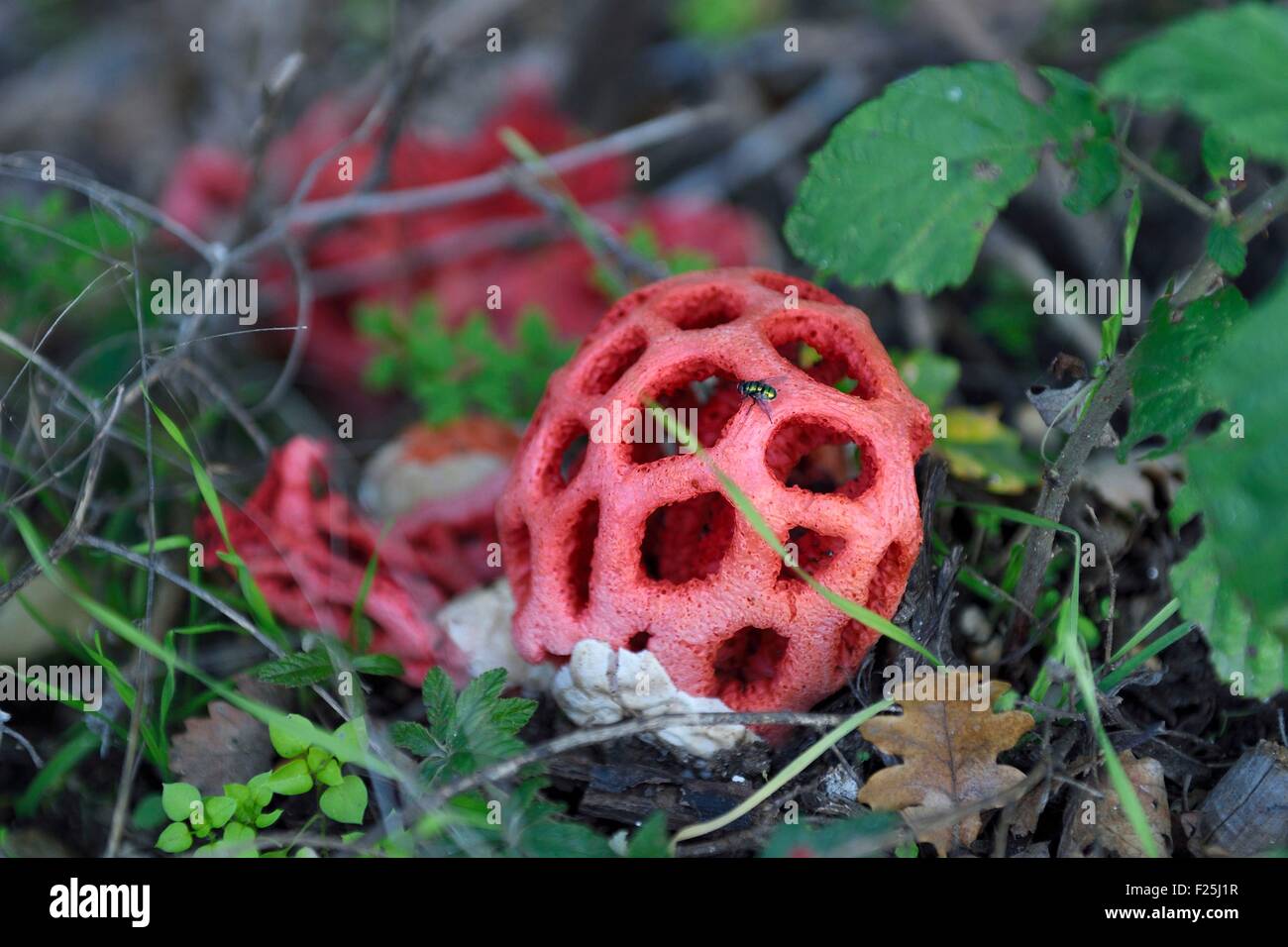 France, Var, Massif des Maures, CollobriΦres, Clathrus ruber mushroom, it was used in the Middle Ages by witches and spellcasters Stock Photo