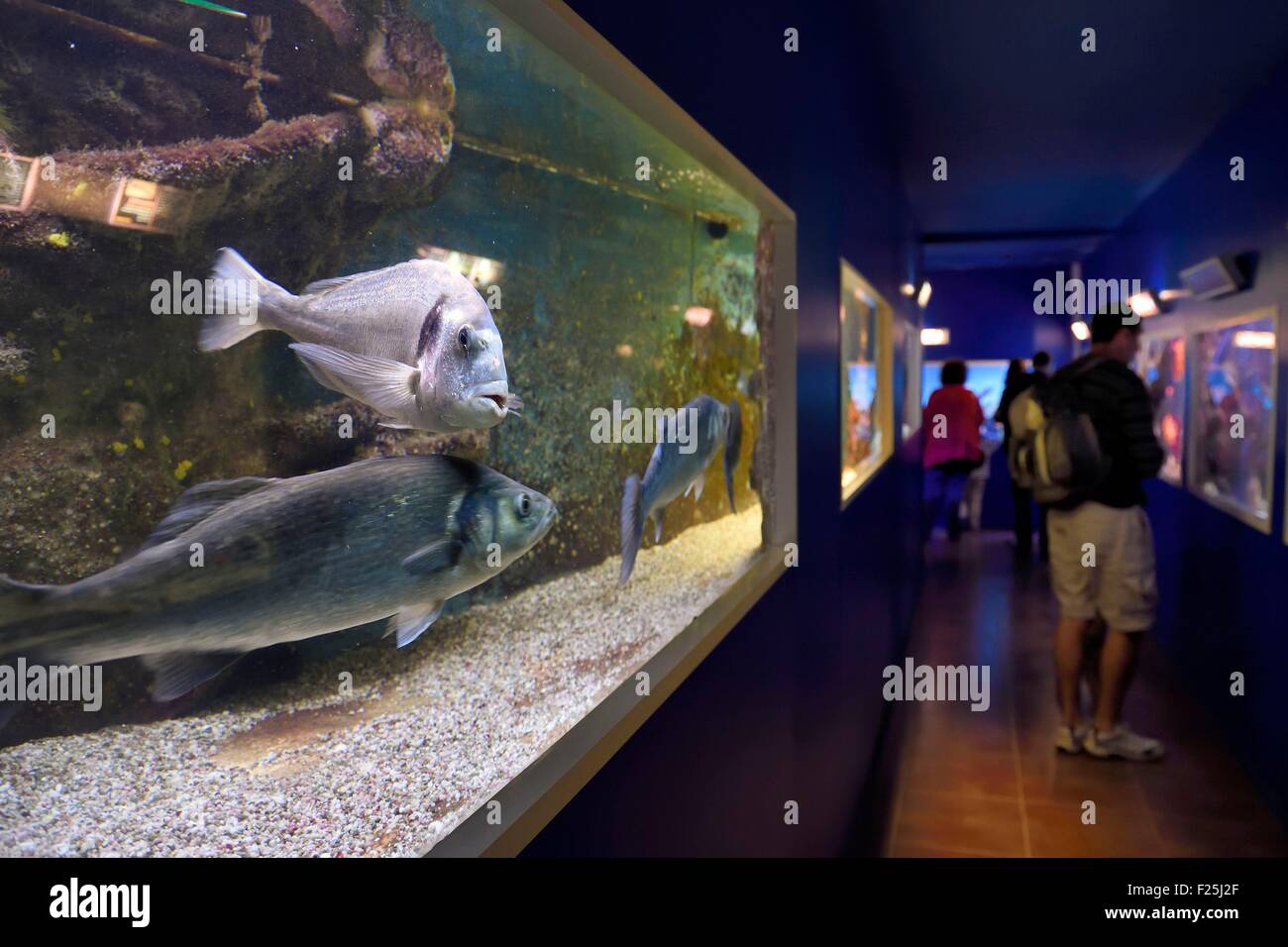 France, Var, Ile des Embiez, the Paul Ricard Oceanographic Institute in Fort Saint-Pierre, the aquariums Stock Photo