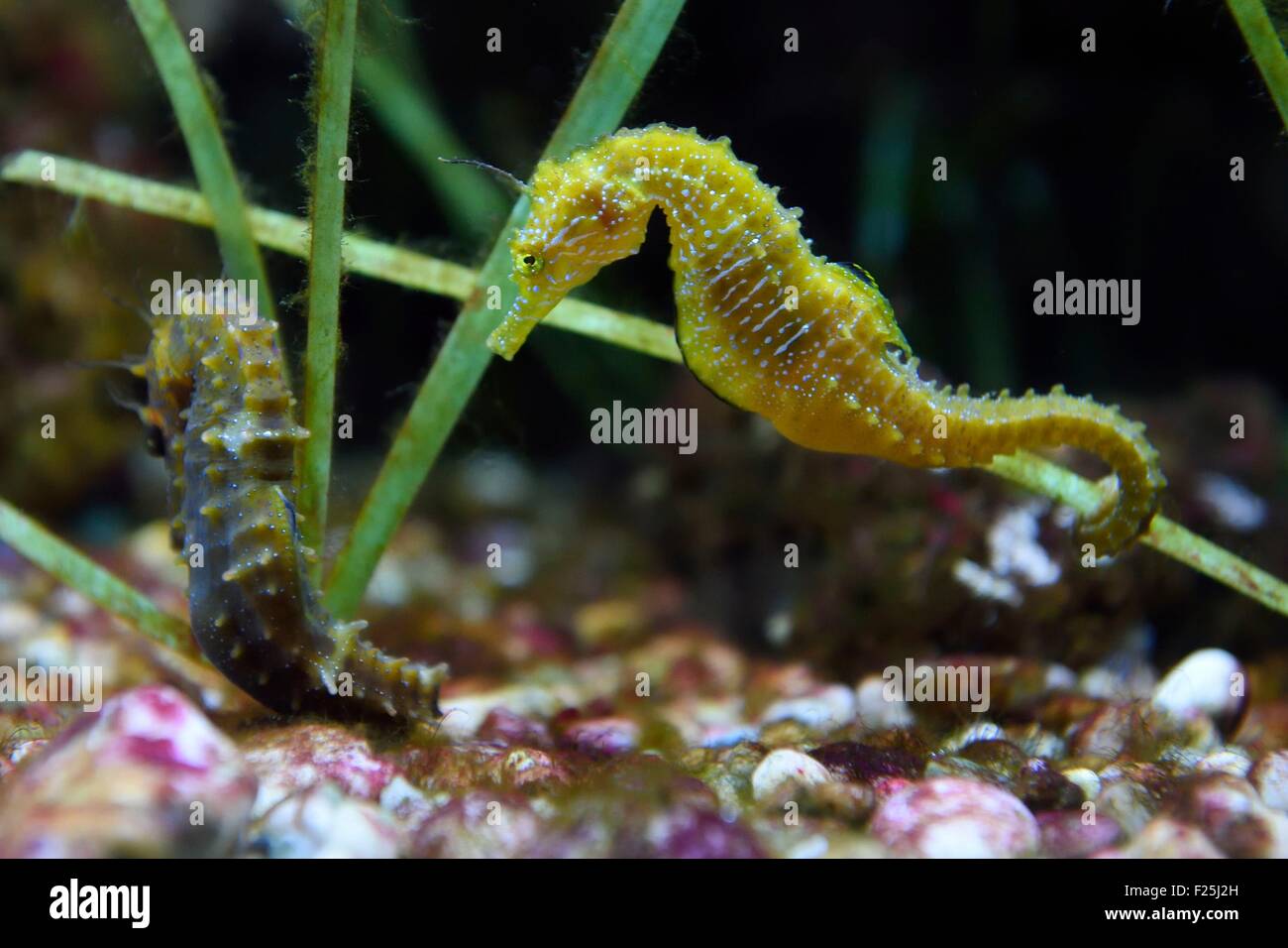 France, Var, Ile des Embiez, the Paul Ricard Oceanographic Institute, long-snouted seahorse (Hippocampus guttulatus) Stock Photo