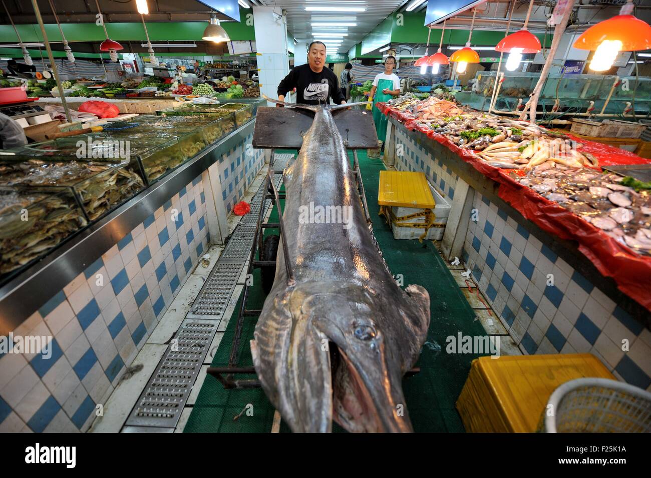 Qingdao. 12th Sep, 2015. A giant dorado 