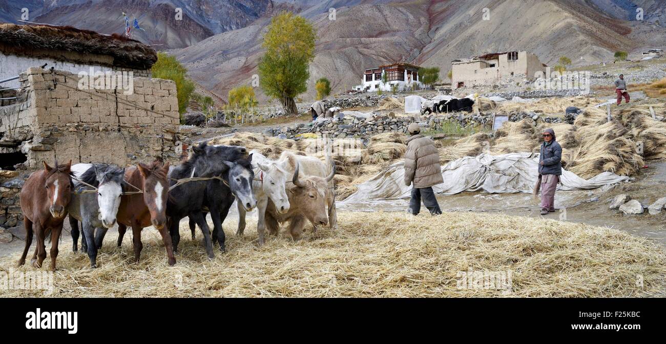 India, Jammu and Kashmir State, Himalaya, Ladakh, Zanskar, barley