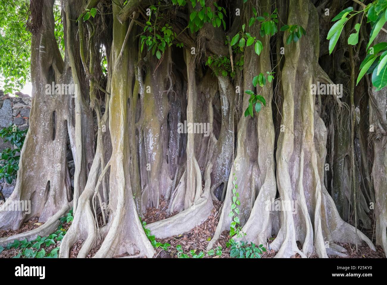 France, Martinique, Basse Pointe, Strangler figtree Stock Photo