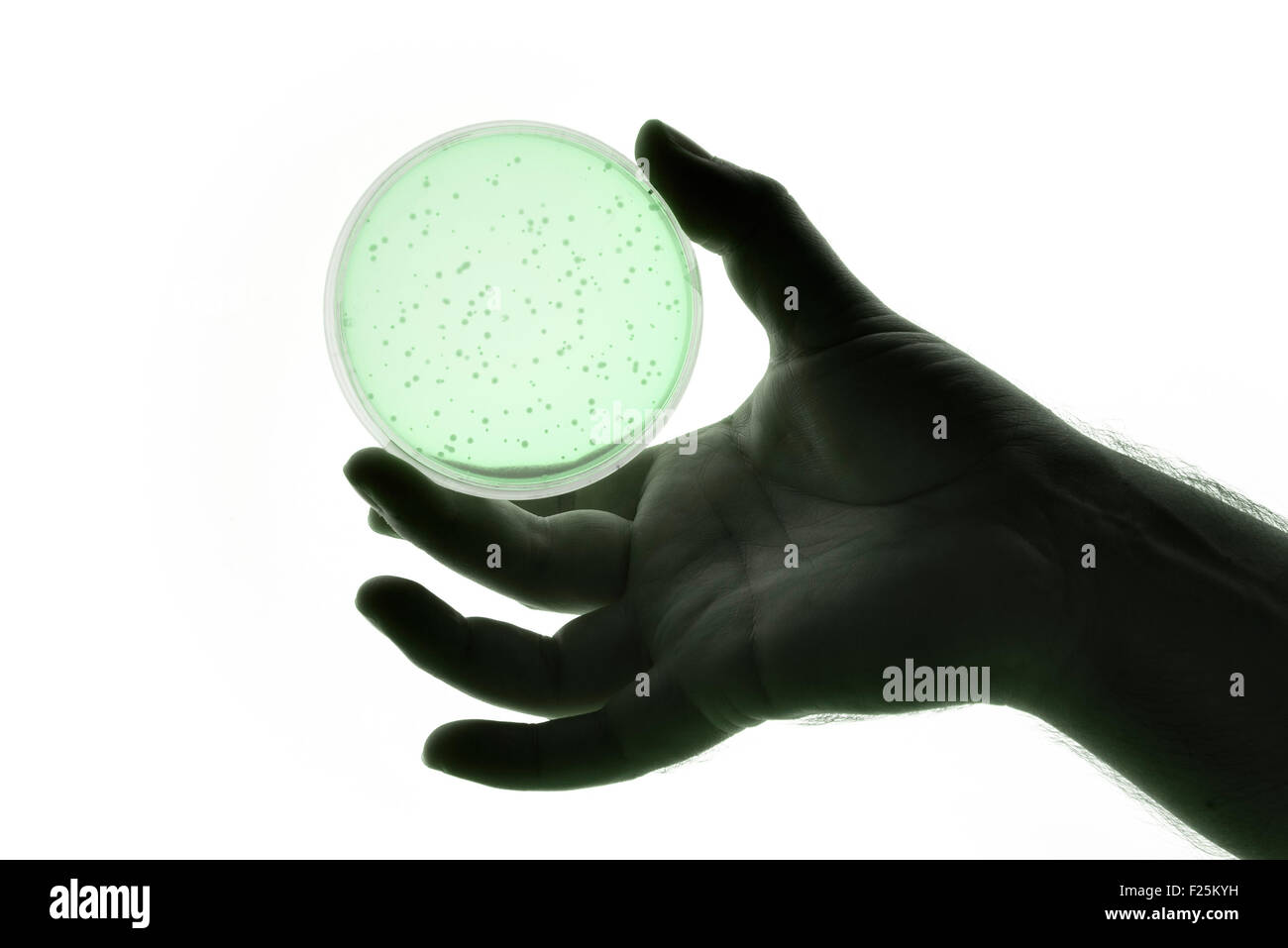 Image of a hand holding a Petri dish Stock Photo