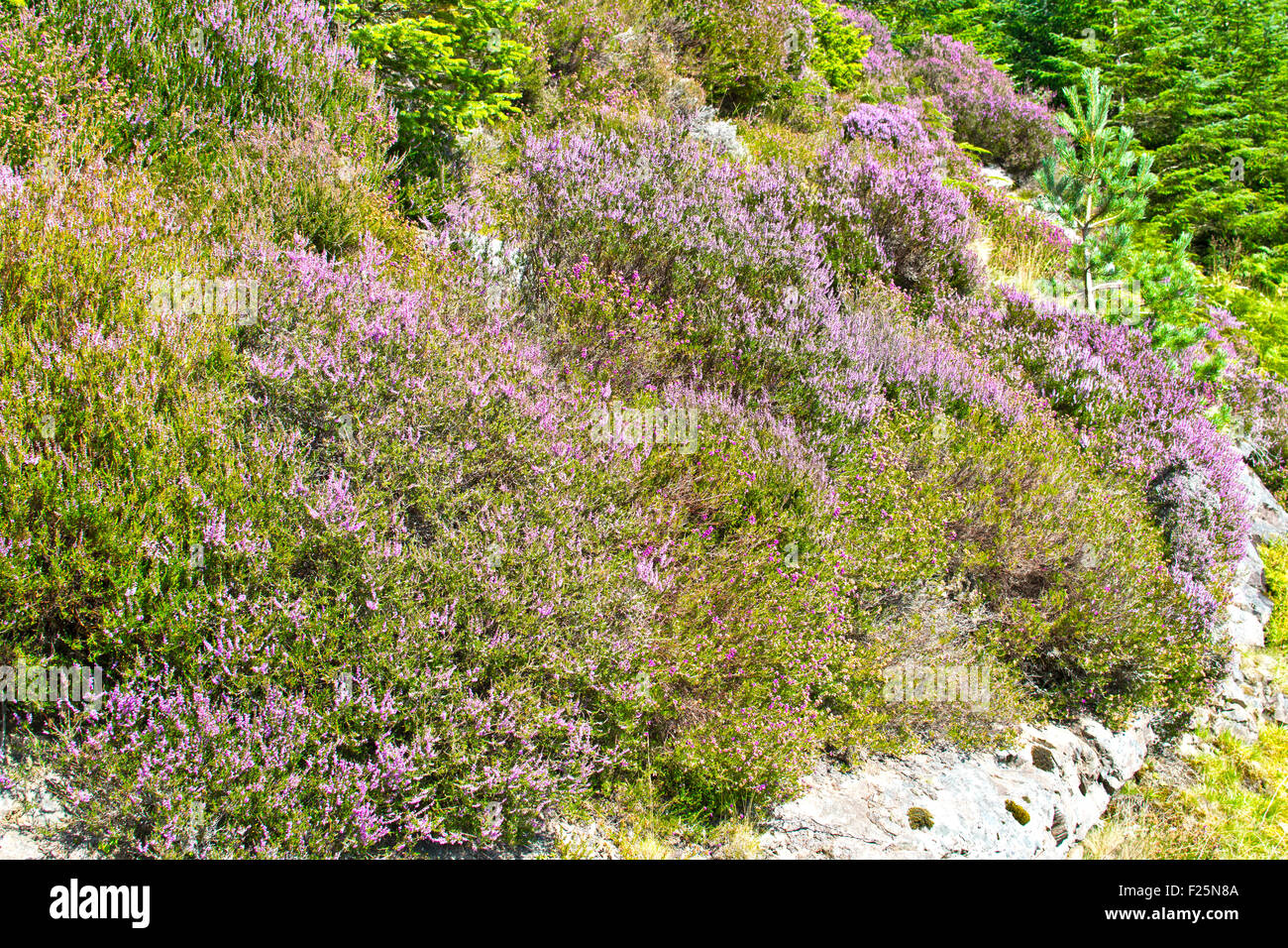 HEATHER IN FULL BLOOM ON THE HILLSIDES OVER LOCH NESS Stock Photo Alamy