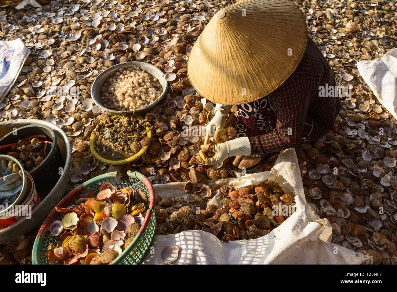 Vietnam, Ninh Thuan province, Chi Cong, shelling clams and scallop Stock Photo