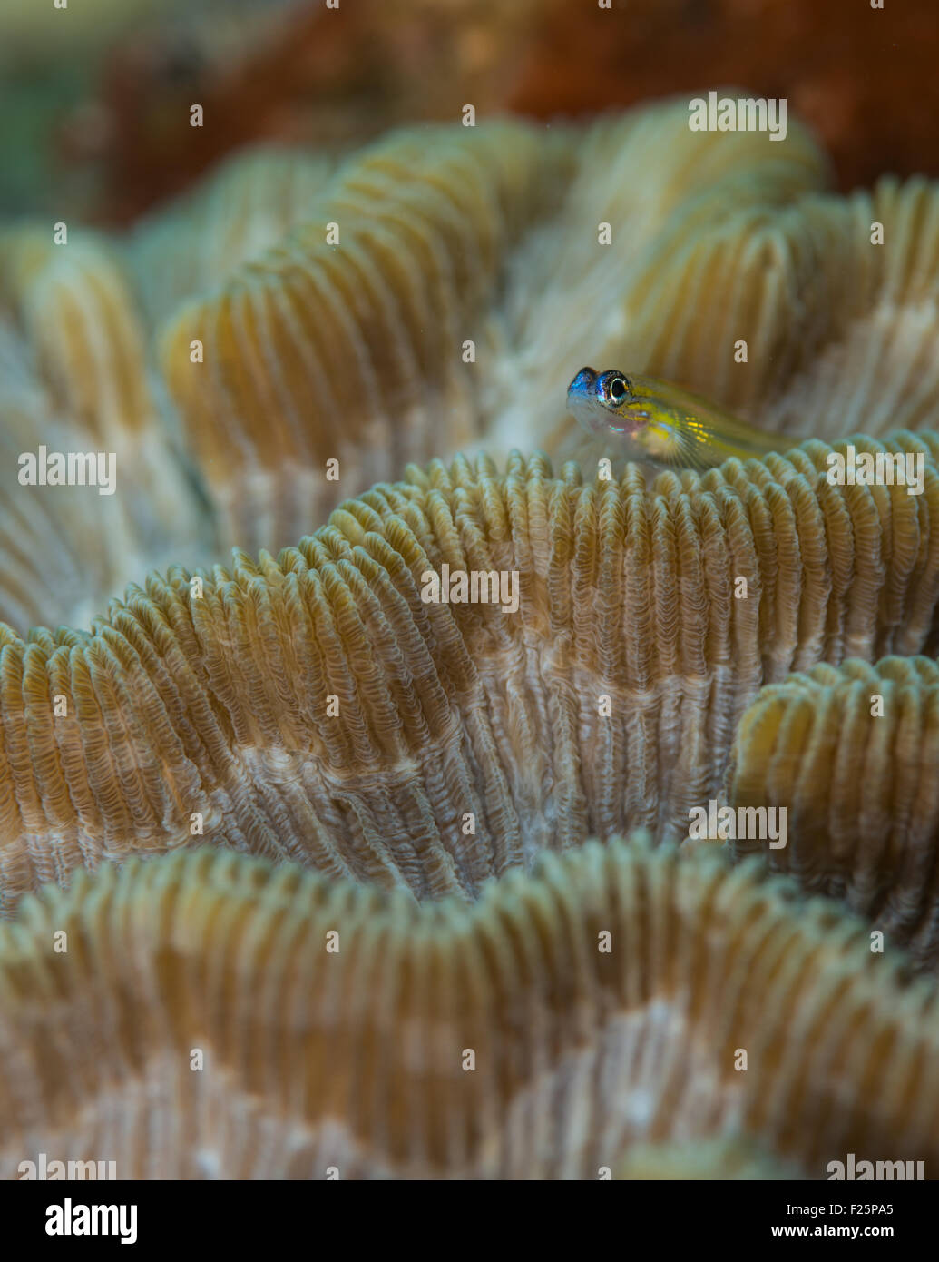 Peppermint Goby ( Coryphopterus liperne) sits on brain coral, Windosck dive site, Bonaire, Netherlands Antilles Stock Photo