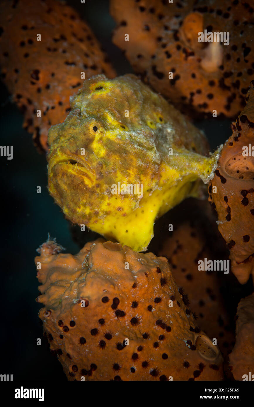 Frogfish (Antennariidae) in the Buddy's Reef dive site, Bonaire, Netherlands Antilles Stock Photo