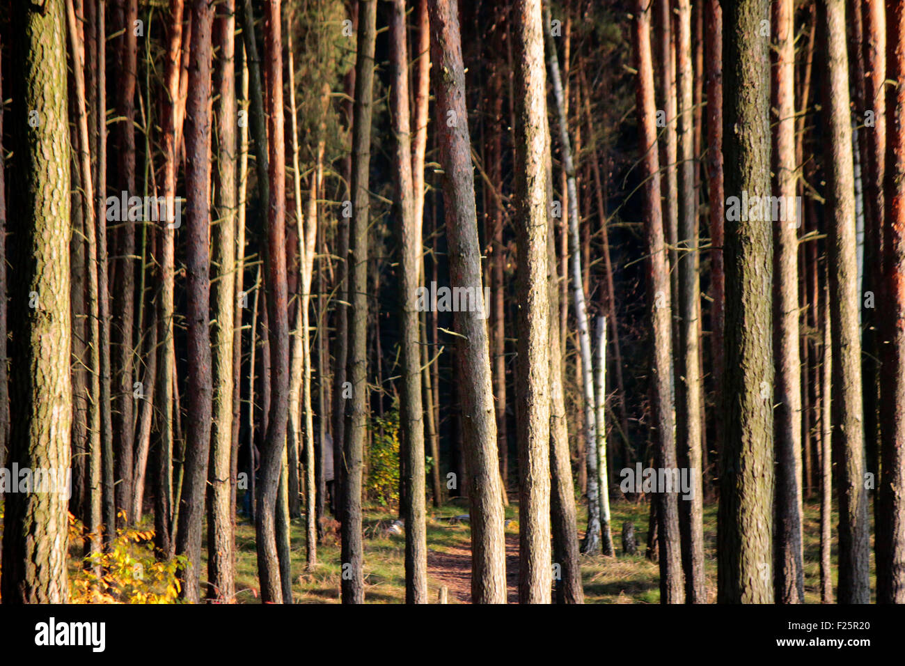 Wald, Holz, Berlin. Stock Photo