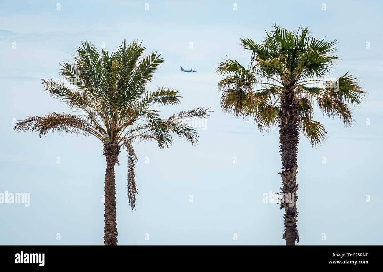 Palm Trees On Spanish Beach High Resolution Stock Photography and