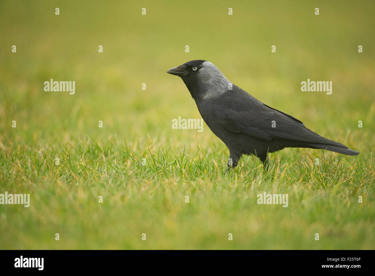 Jackdaw (Coloeus monedula) on lawn Stock Photo Alamy