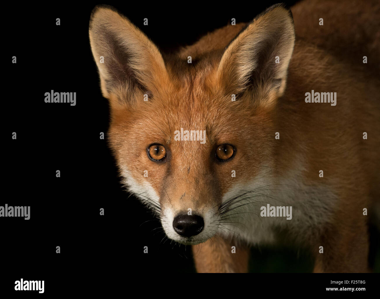 Red fox head shot Stock Photo
