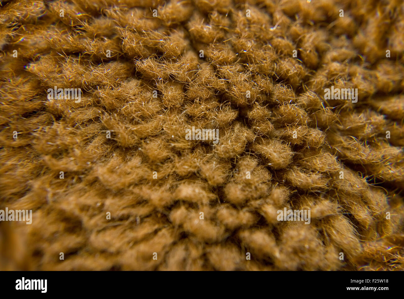 brown fur wool under microscope at laboratory Stock Photo Alamy