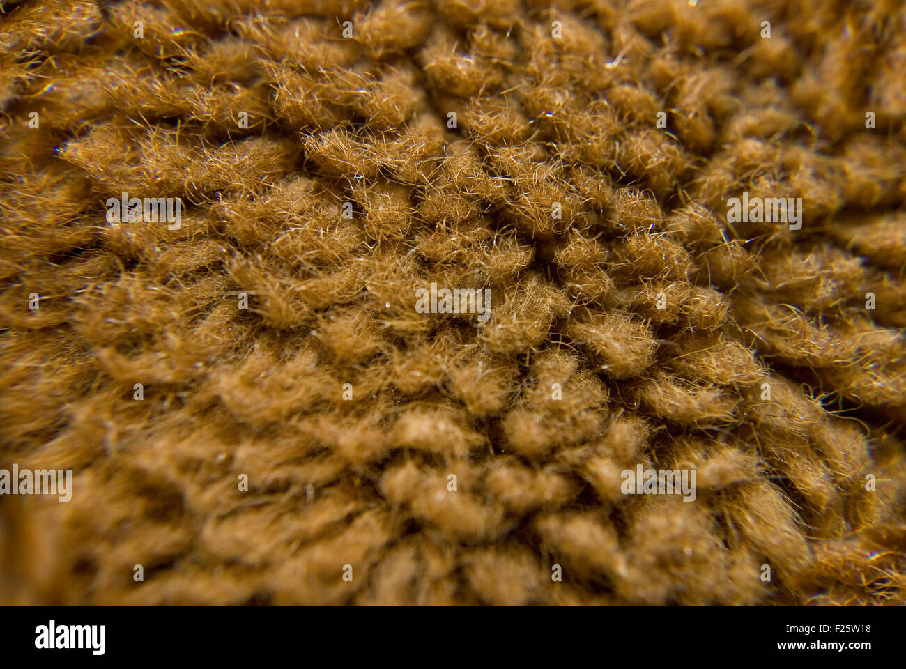 brown fur wool under microscope at laboratory Stock Photo - Alamy