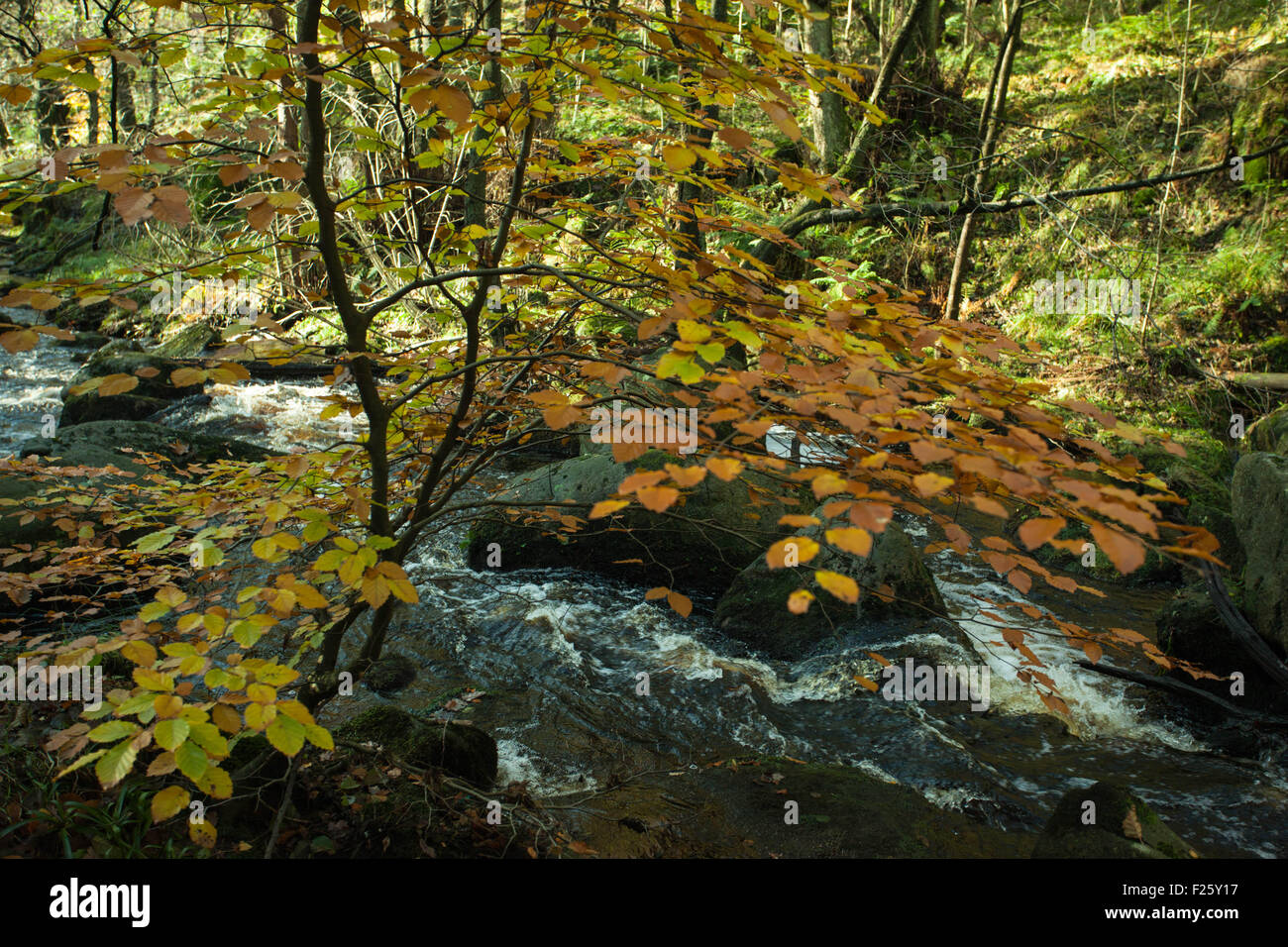 Autumn leaves and stream, autumn colours, Padley Gorge Peak District Derbyshire, golden leaves, changing seasons, Stock Photo