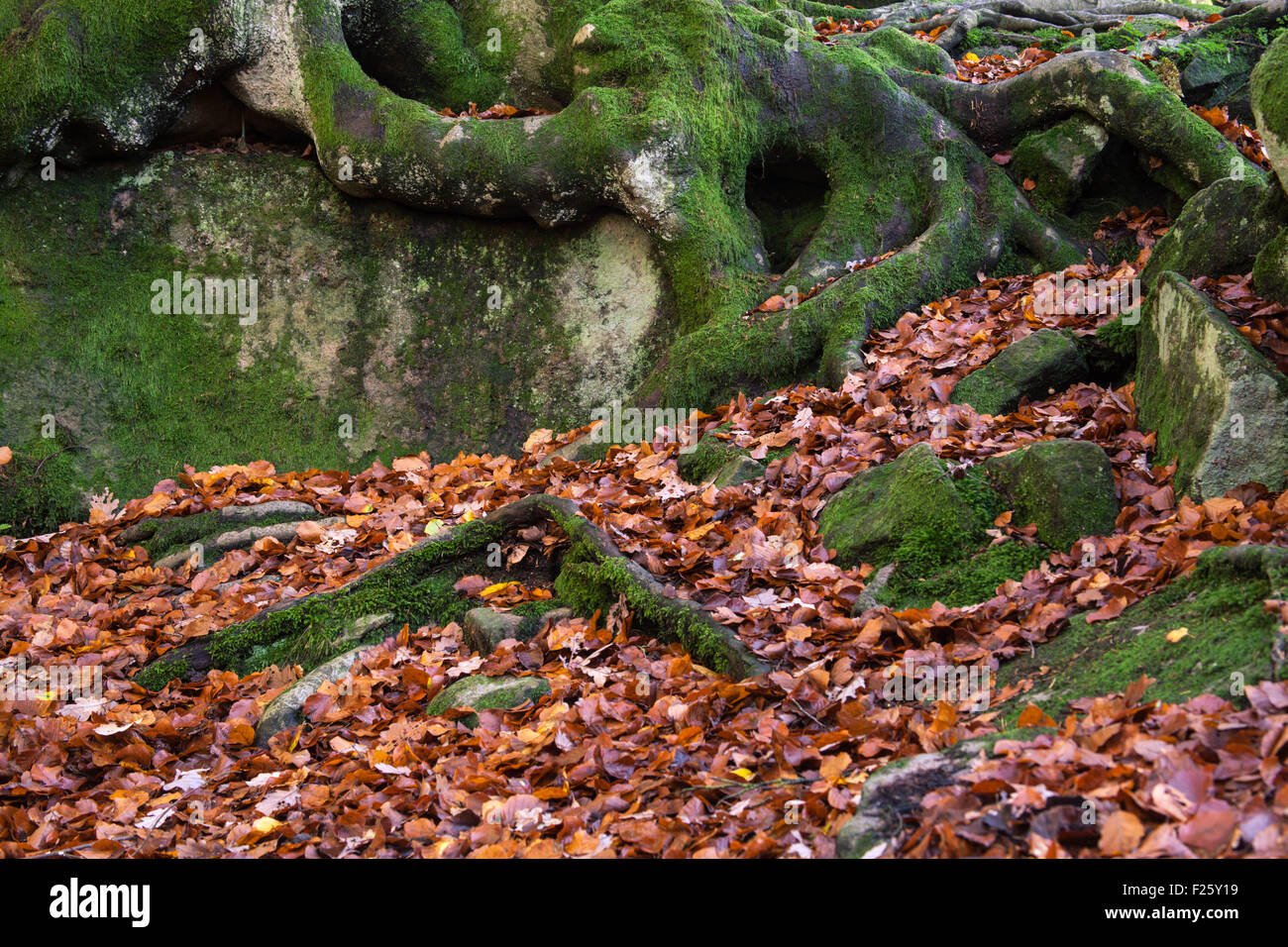 Autumn tree roots and leaves in Padley Gorge in the Peak District National Park Stock Photo