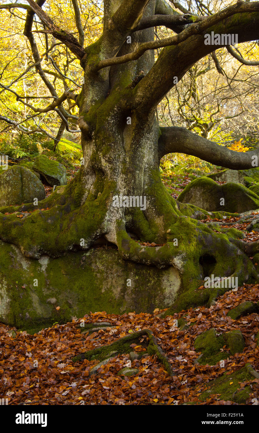 Autumn tree in Derbyshire Peak District National Park, Stock Photo