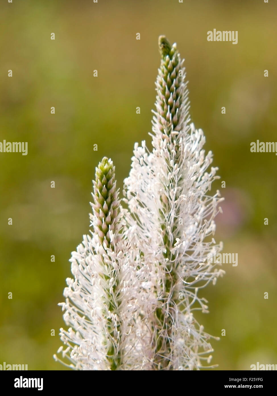 Plantago major summer flowering Stock Photo