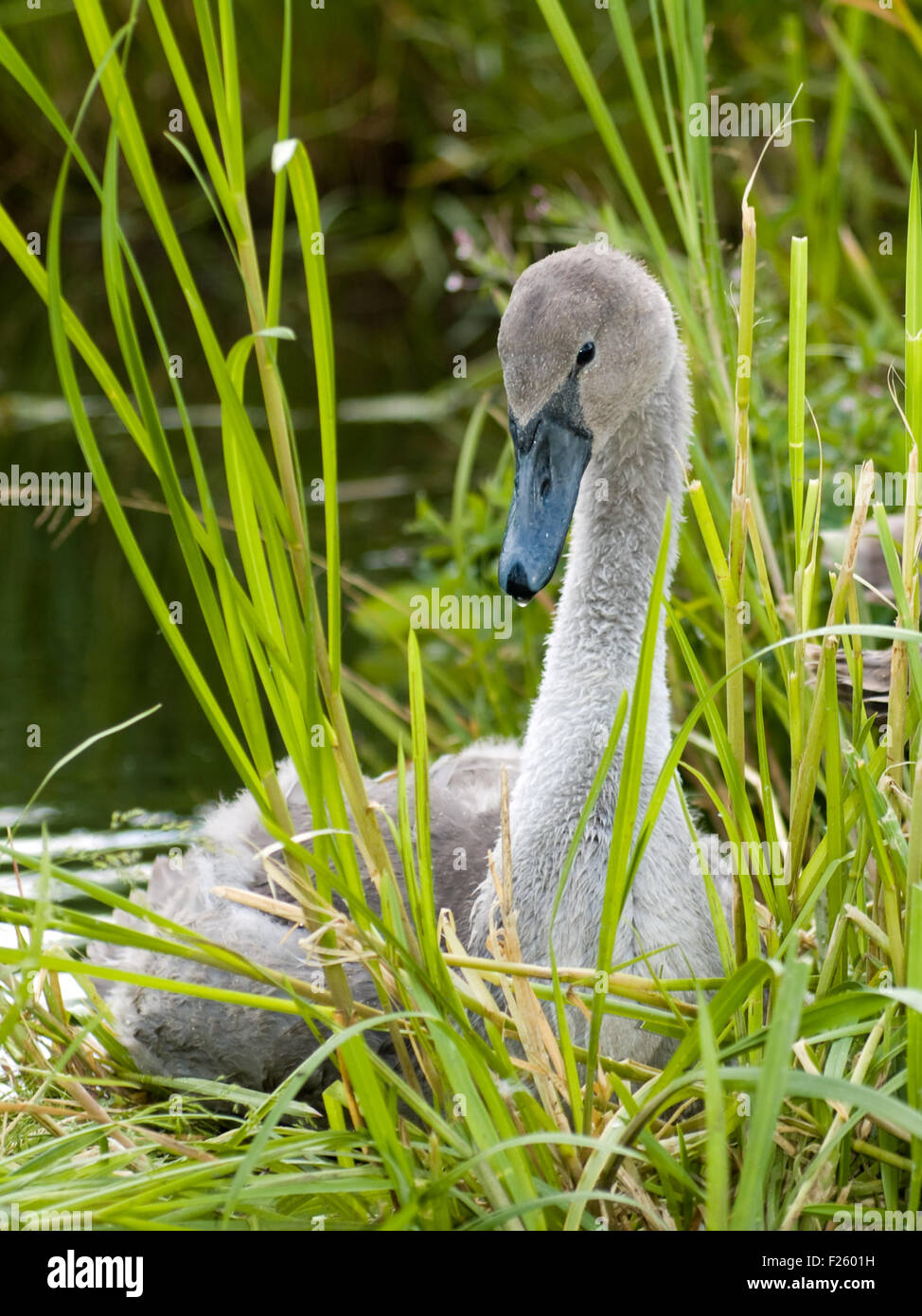 ugly duckling hires stock photography and images Alamy