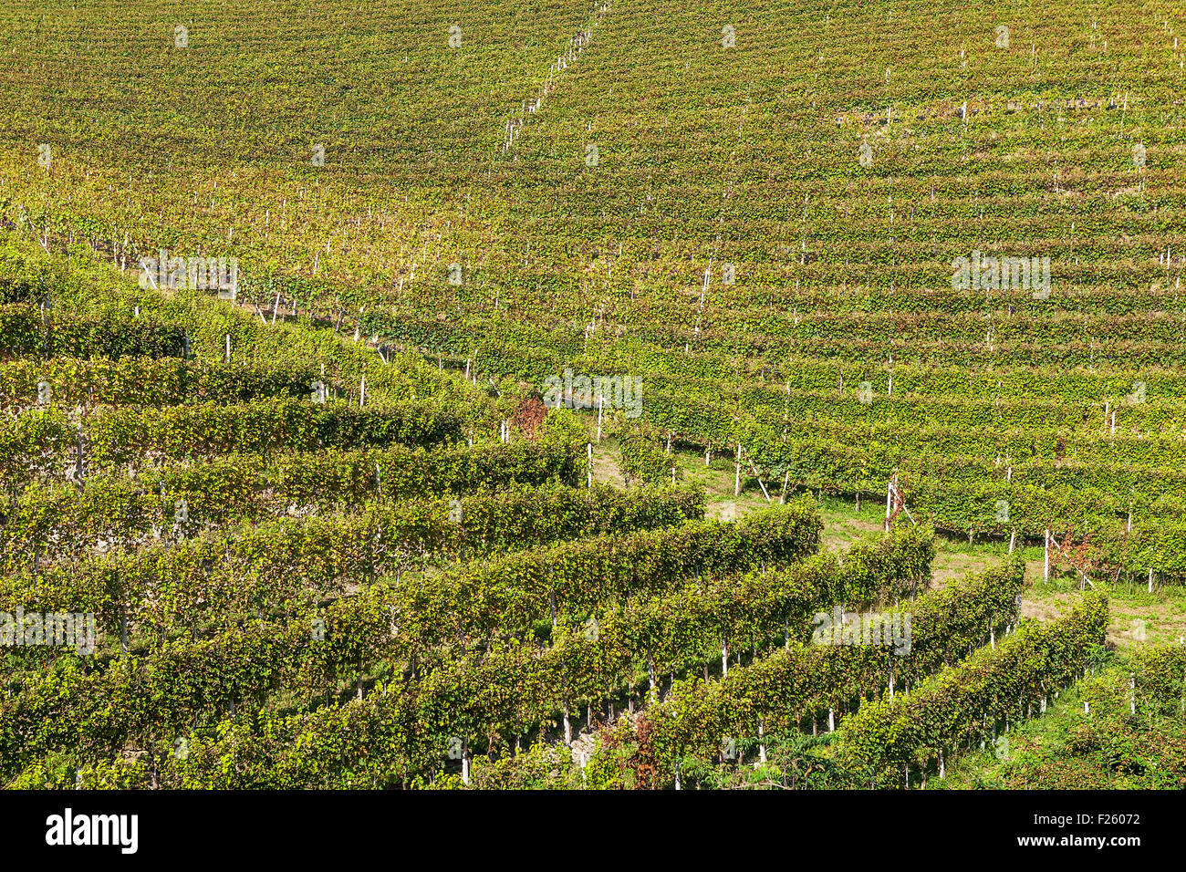 Row of autumnal vineyards in Piedmont, Northern Italy. Stock Photo