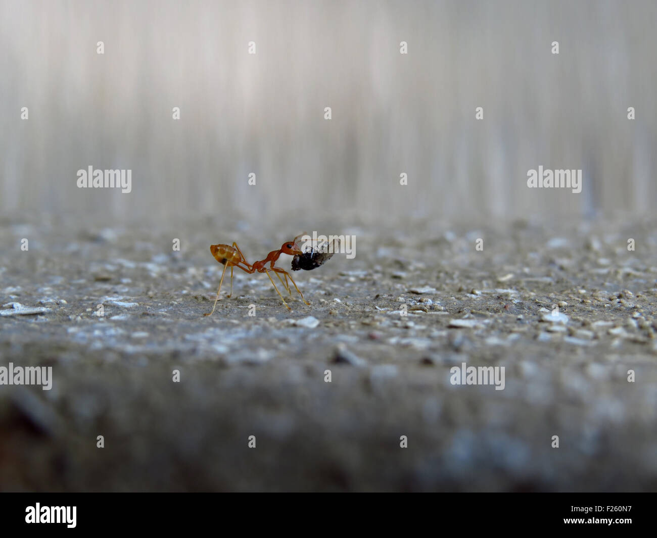 A macro shot of a hard working red worker ant carrying its meal of fly Stock Photo
