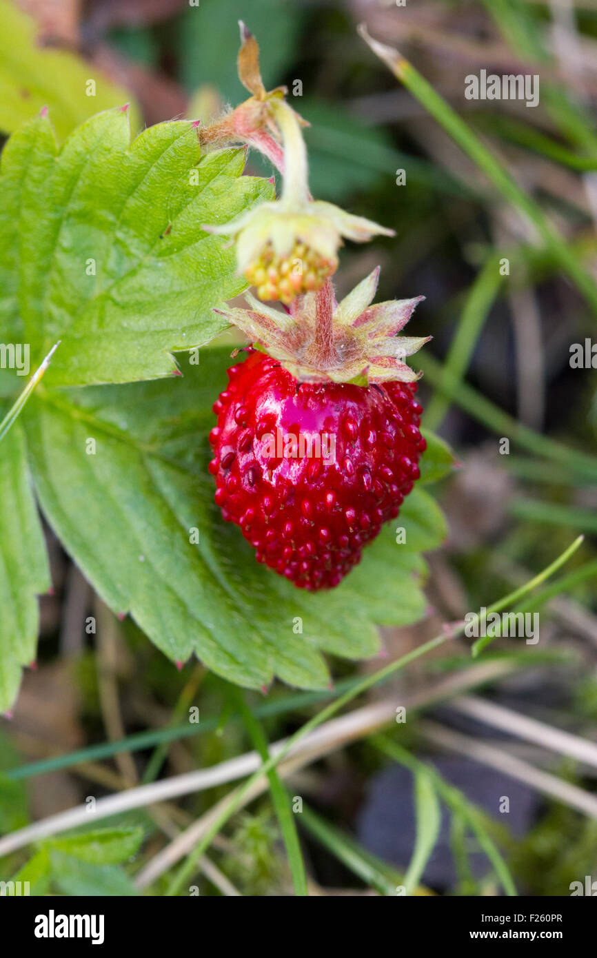 A close-up of a single wild strawberry Stock Photo
