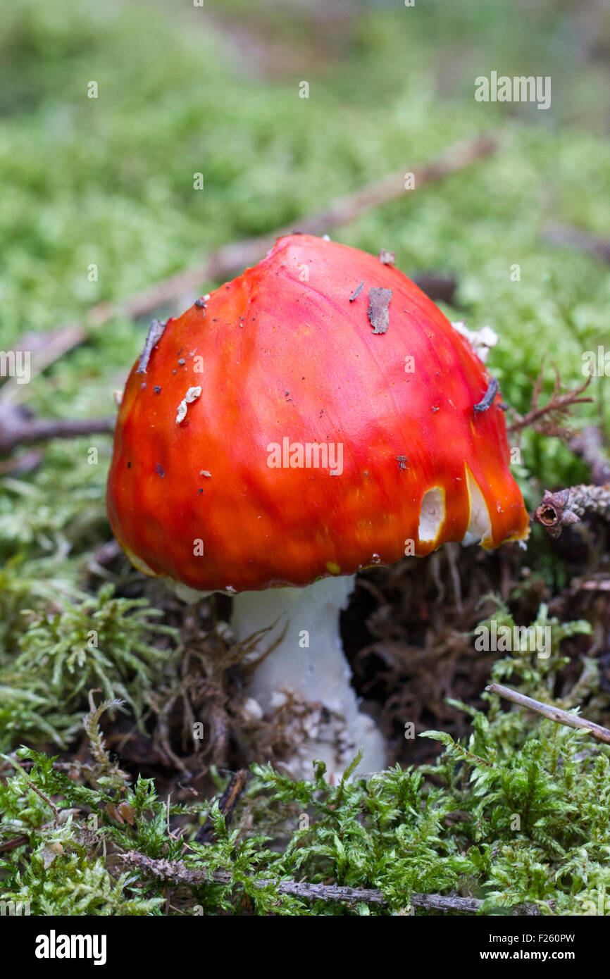 A close-up of the mushroom fly agaric without spots Stock Photo