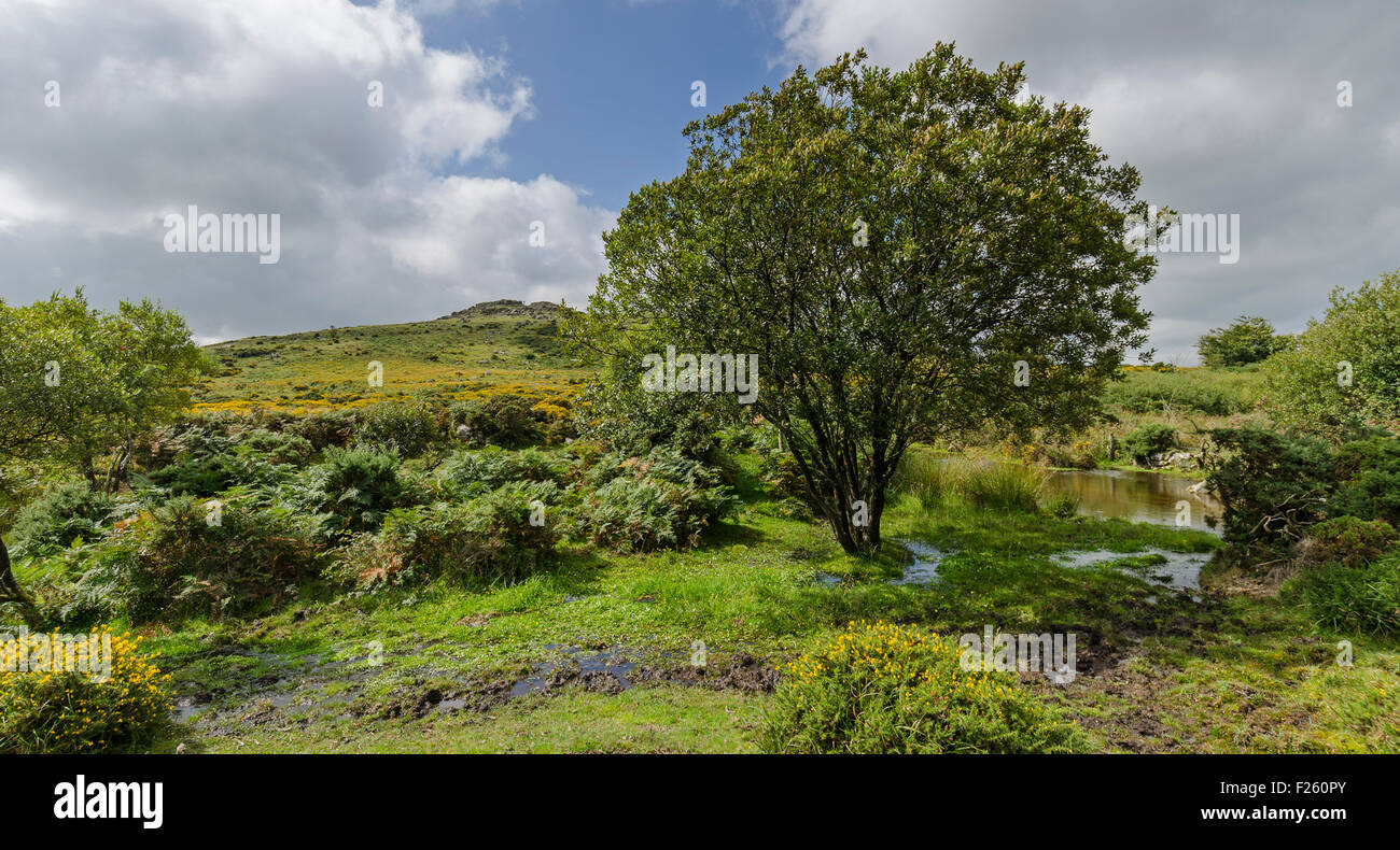 haytor dartmoor national park Stock Photo