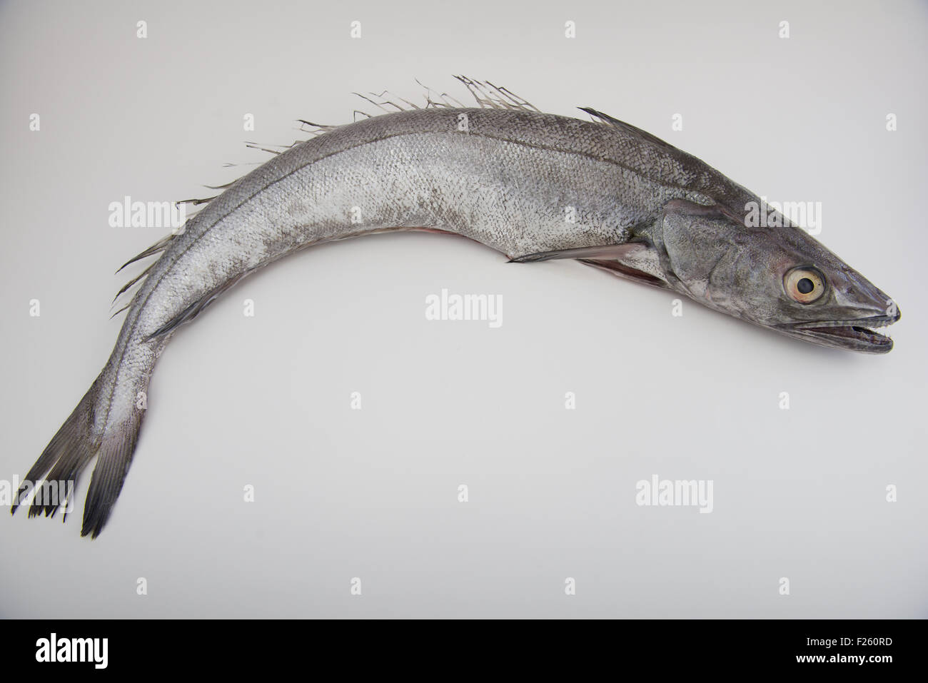 Whole raw hake fish on white background Stock Photo Alamy
