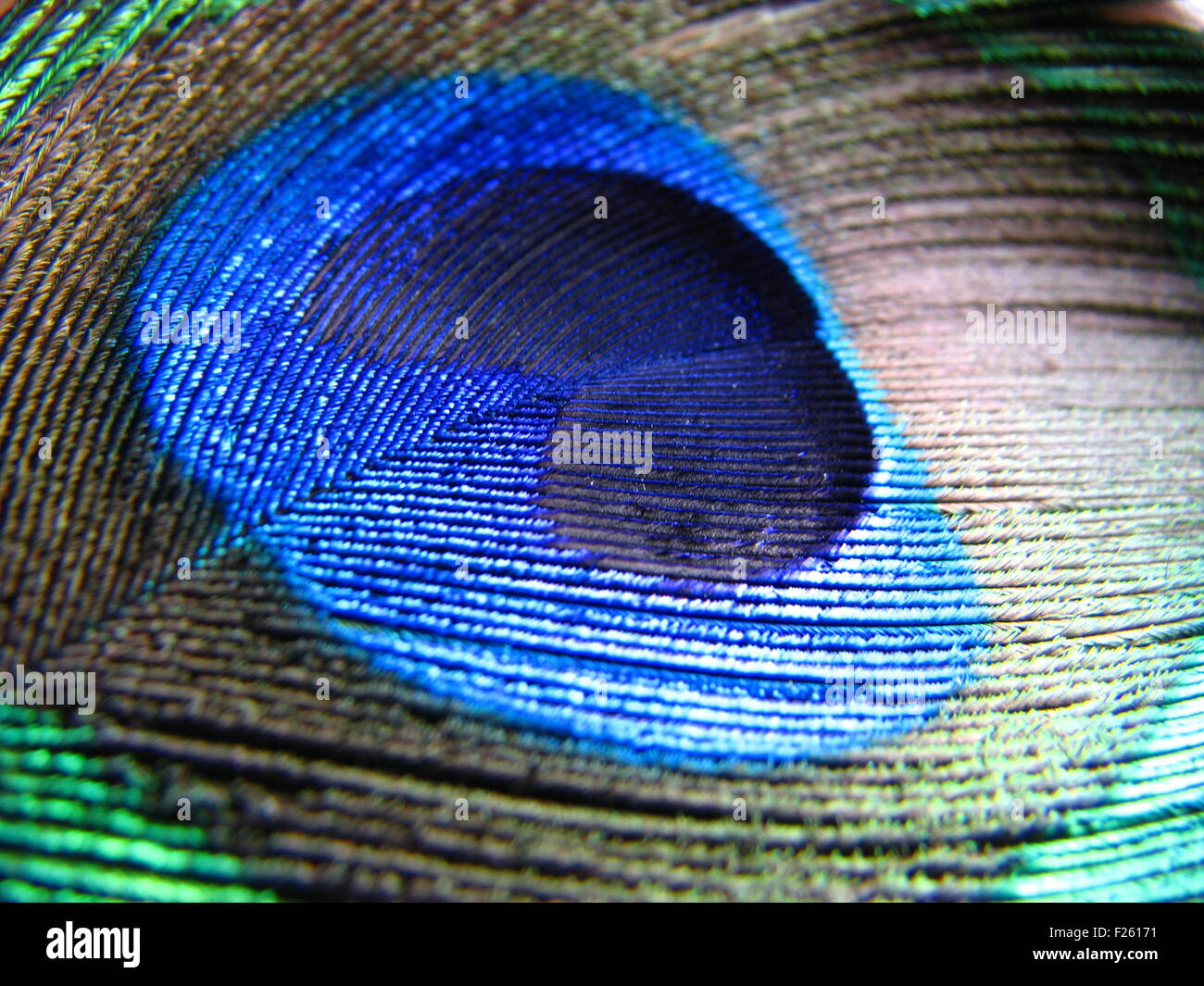 Peacock Feather Background Stock Photo