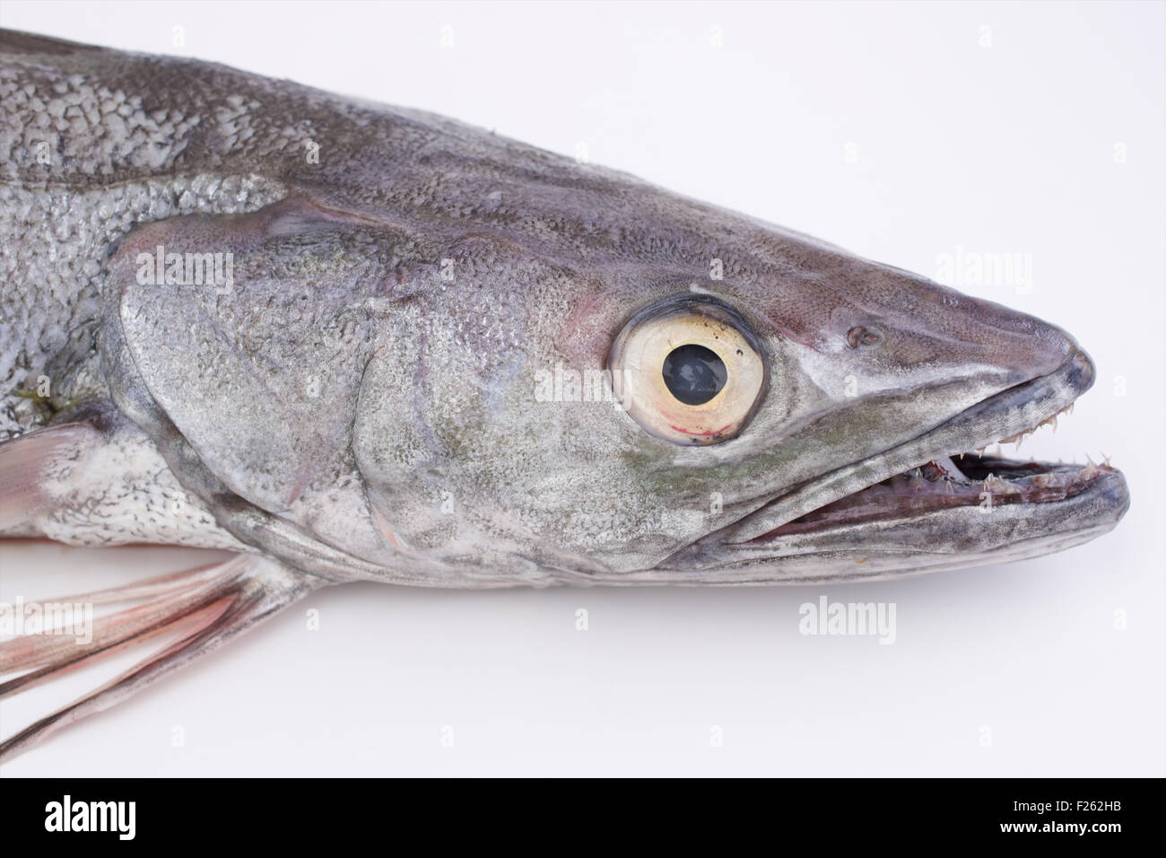 Raw hake fish on white background Stock Photo Alamy