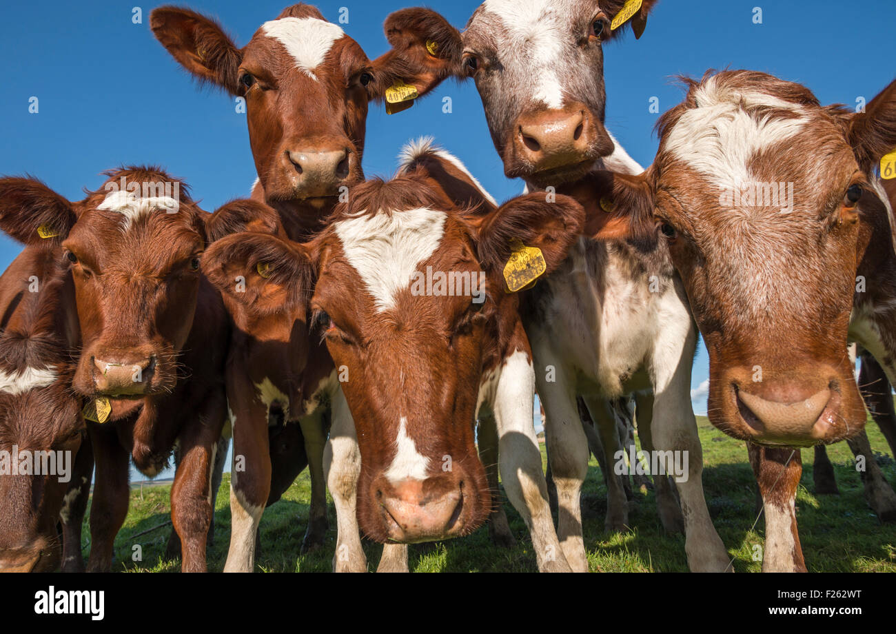 Cows staring at the camera on a farm in Northumberland, England Stock Photo