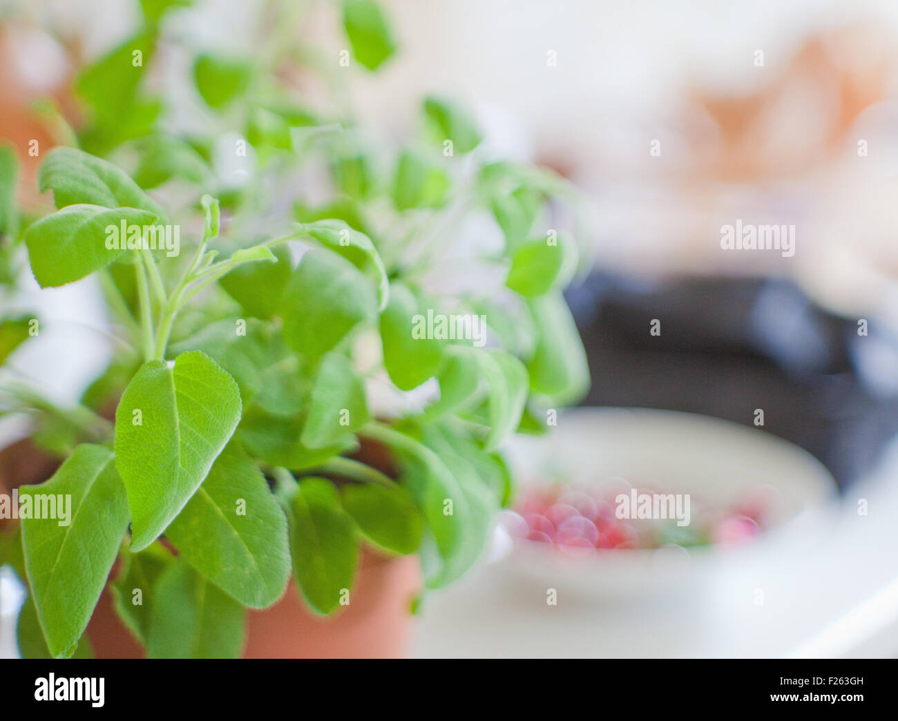 Sage plant on a pot Stock Photo Alamy