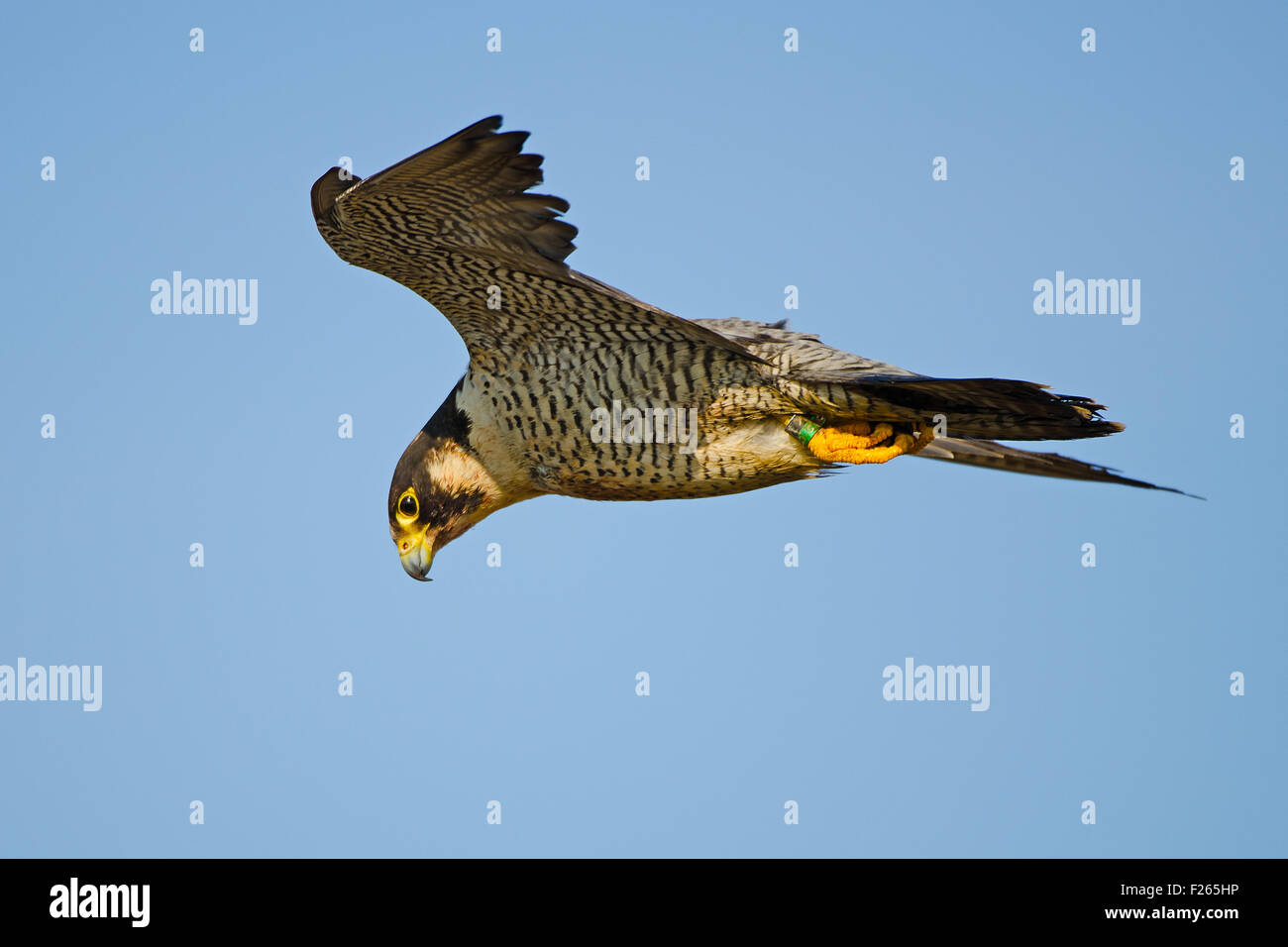 Peregrine Falcon In Flight Stock Photo