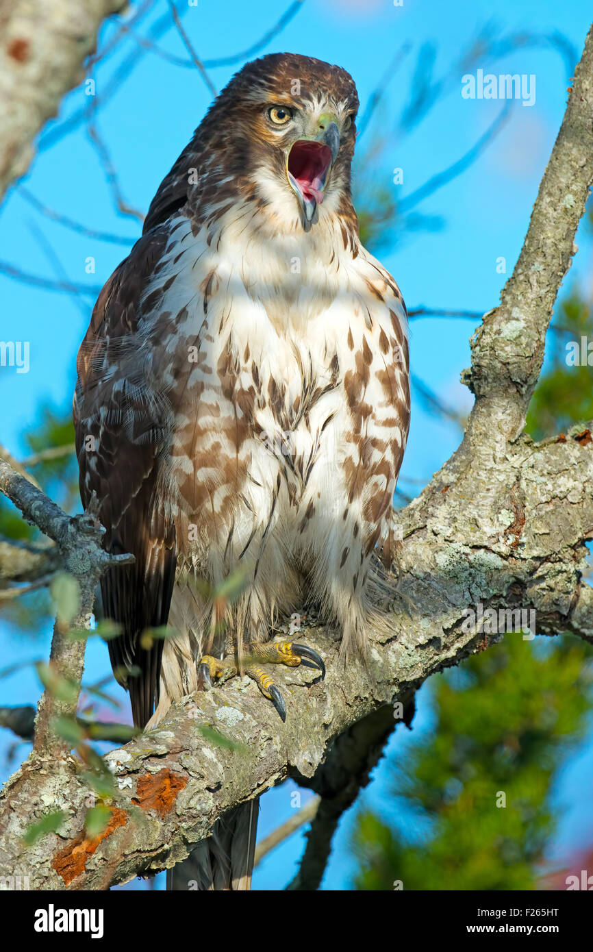 Red-tailed Hawk in Tree Stock Photo