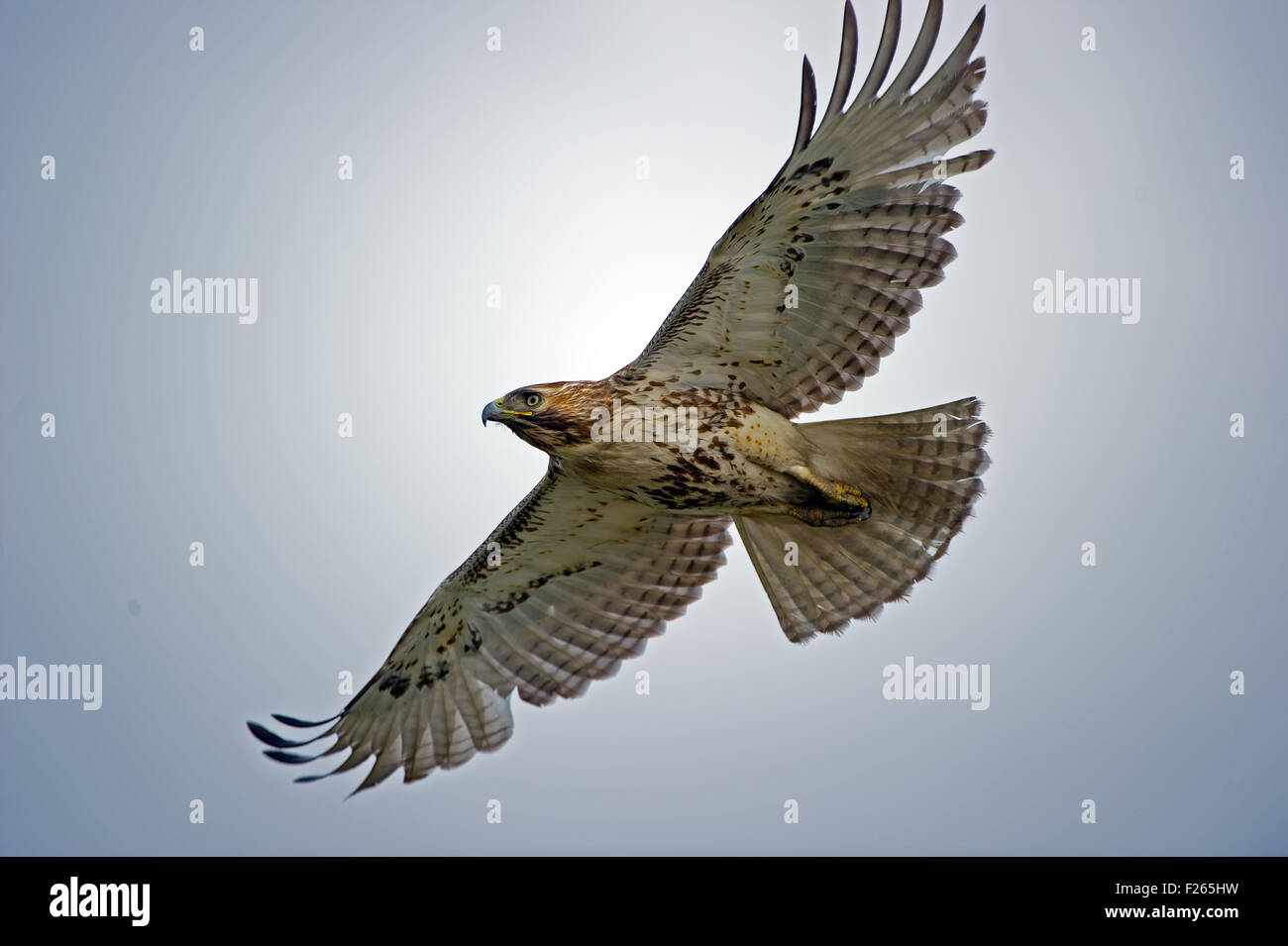 Red-tailed Hawk in flight Stock Photo