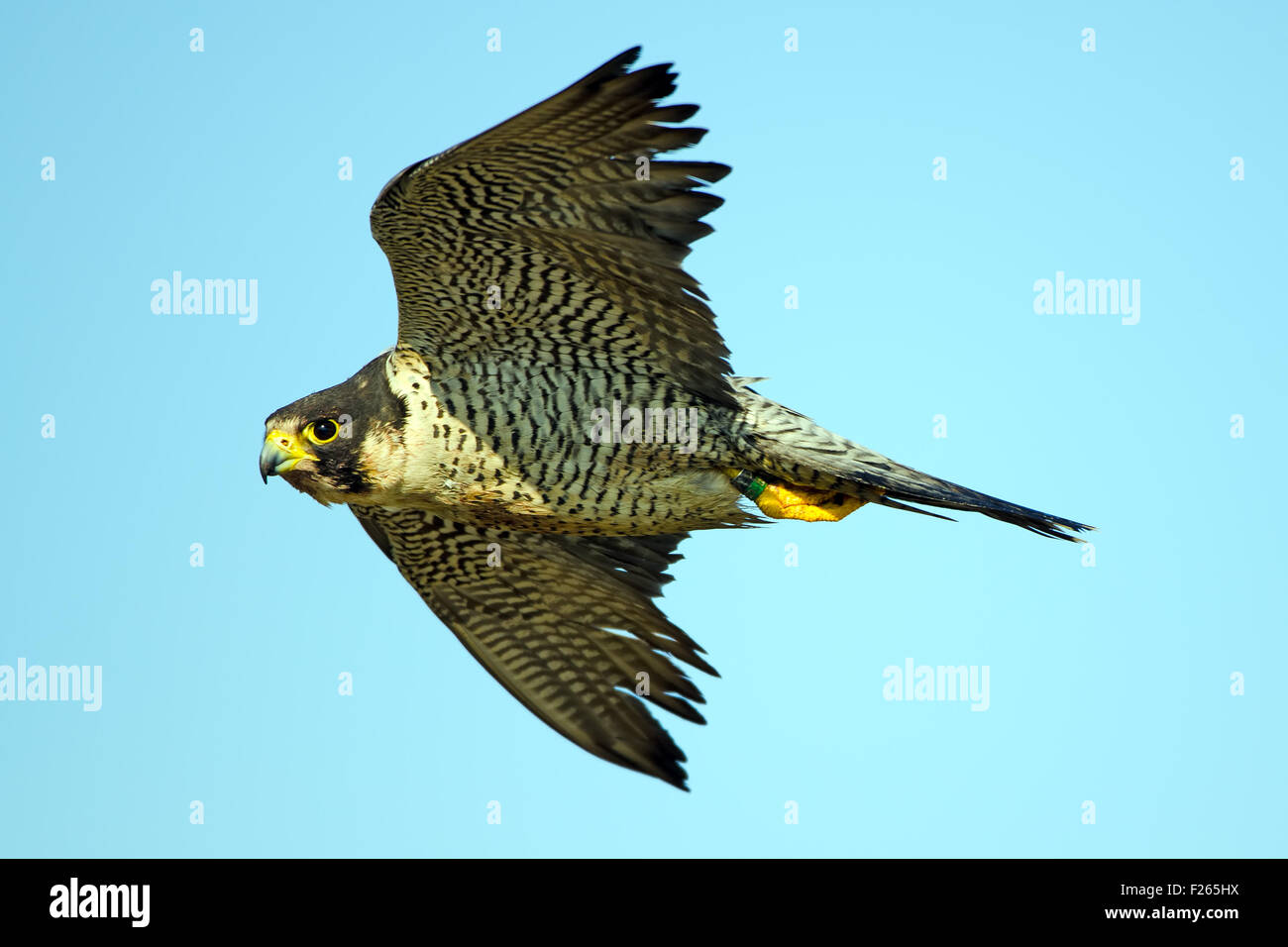 Peregrine Falcon In Flight Stock Photo