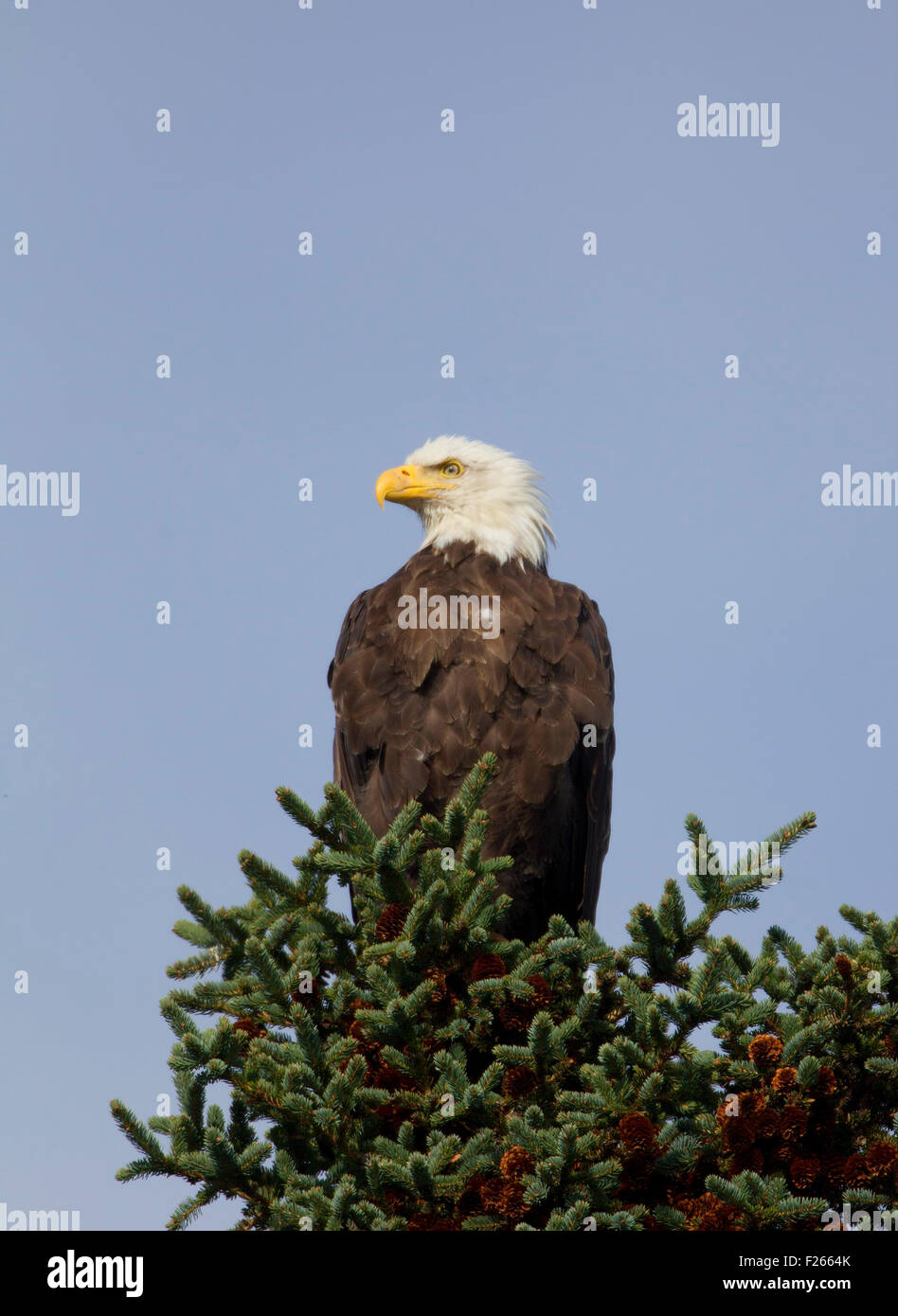 Bald Eagle Perched in Pine Tree Stock Photo Alamy