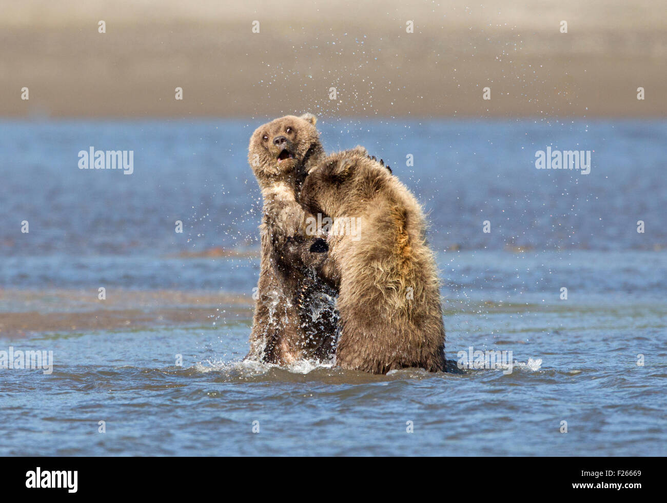 Grizzly Bear Cubs Play Fighting Stock Photo