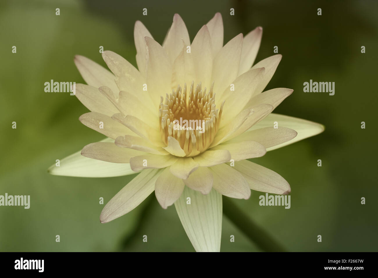 water lily in pond close up Stock Photo - Alamy