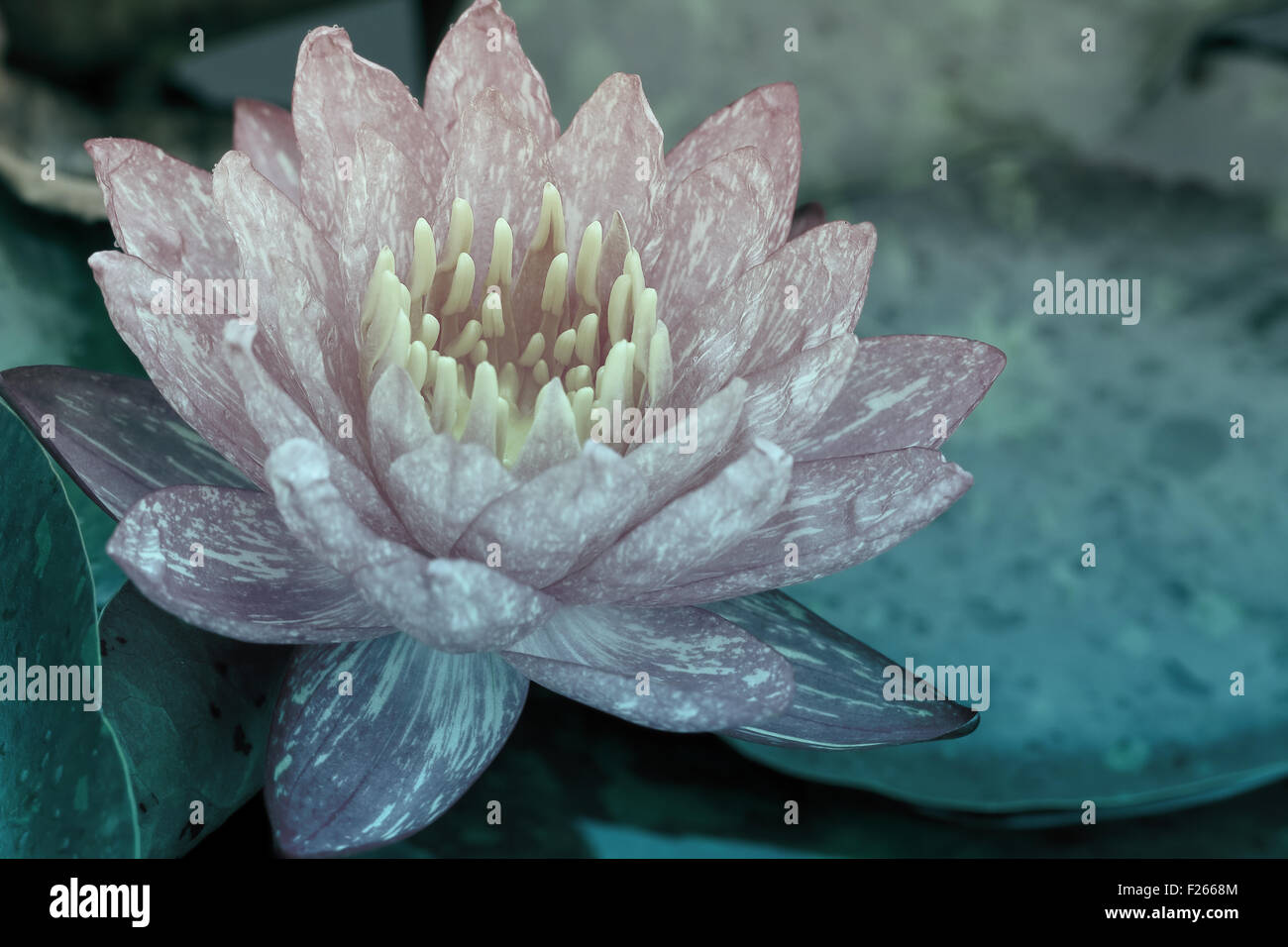 water lily in pond close up Stock Photo - Alamy