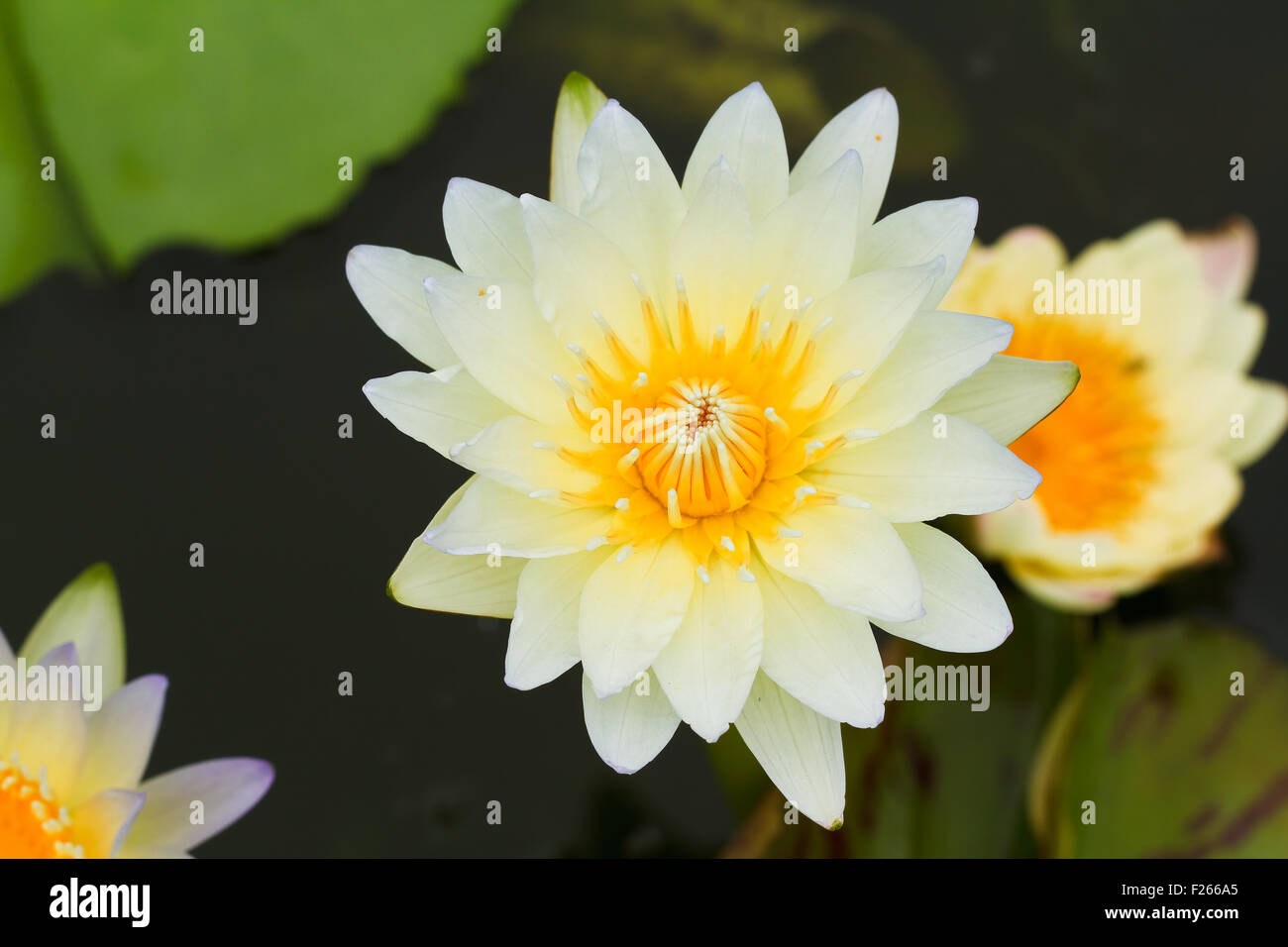 Yellow water lily Stock Photo - Alamy