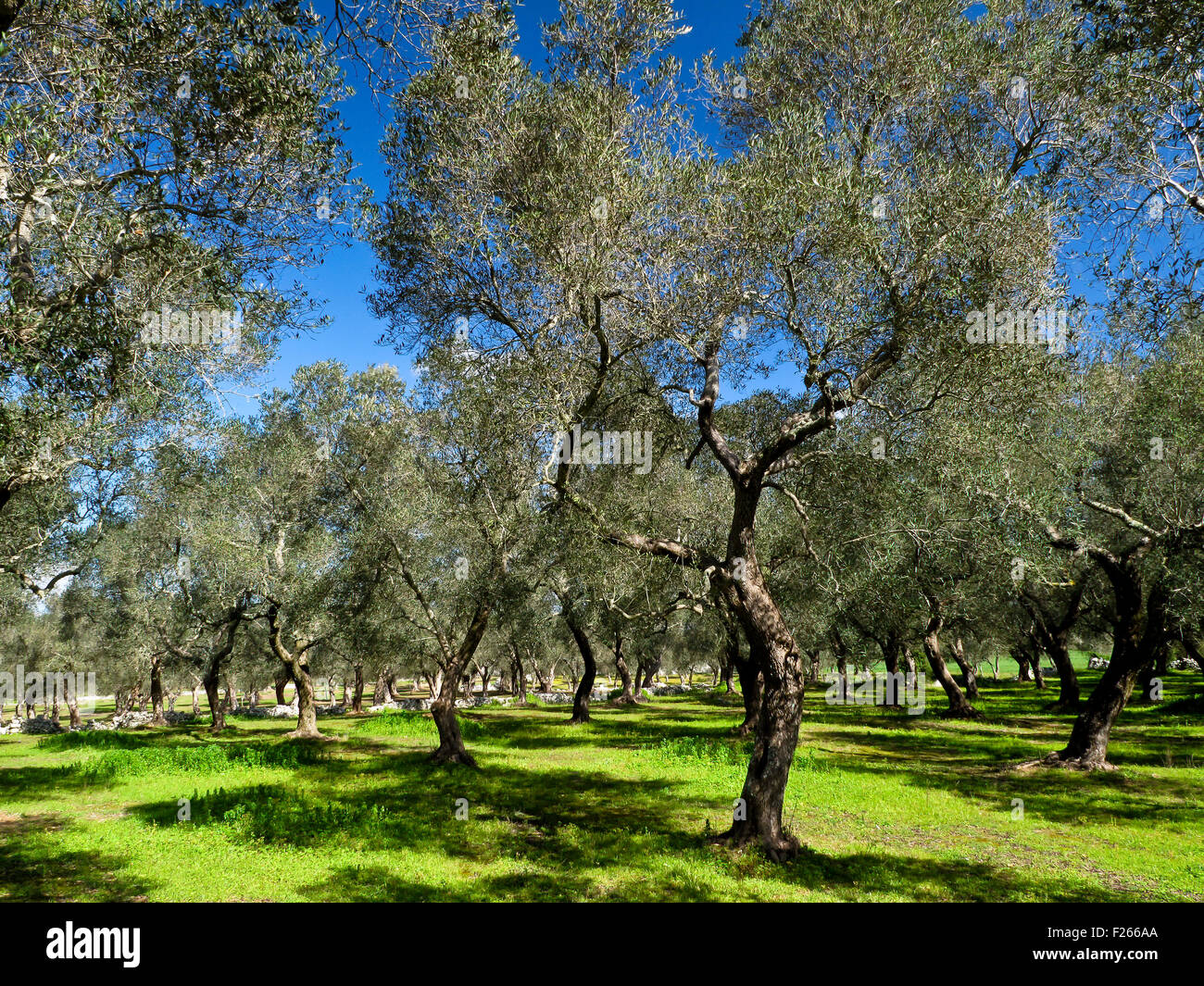 Olive trees in Southern Italy Stock Photo Alamy