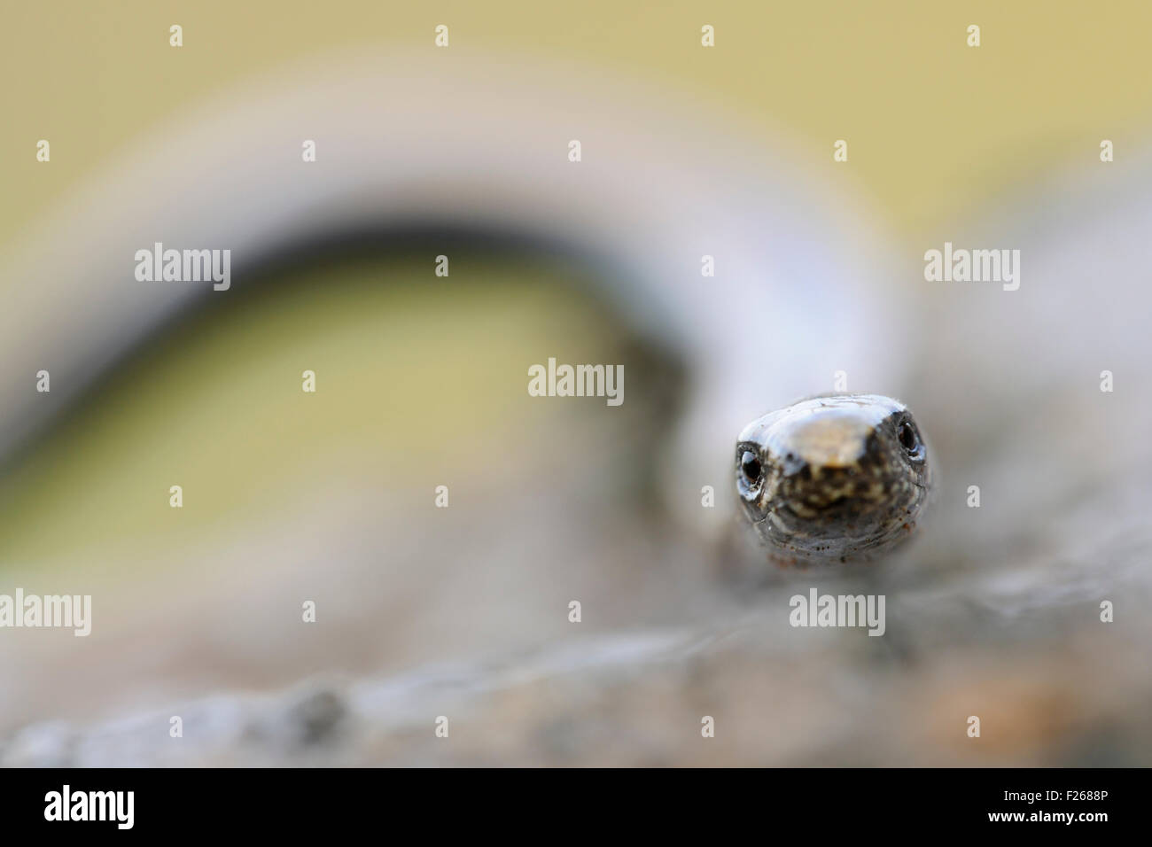 Close-up, frontal headportrait of Slow Worm / Blindschleiche ( Anguis fragilis ). Stock Photo