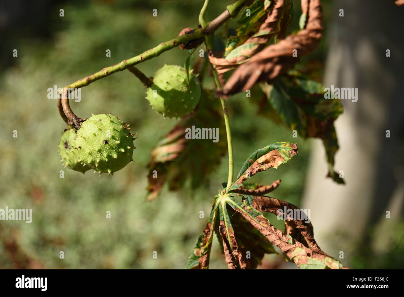 Conker tree with mining moth damage Stock Photo Alamy